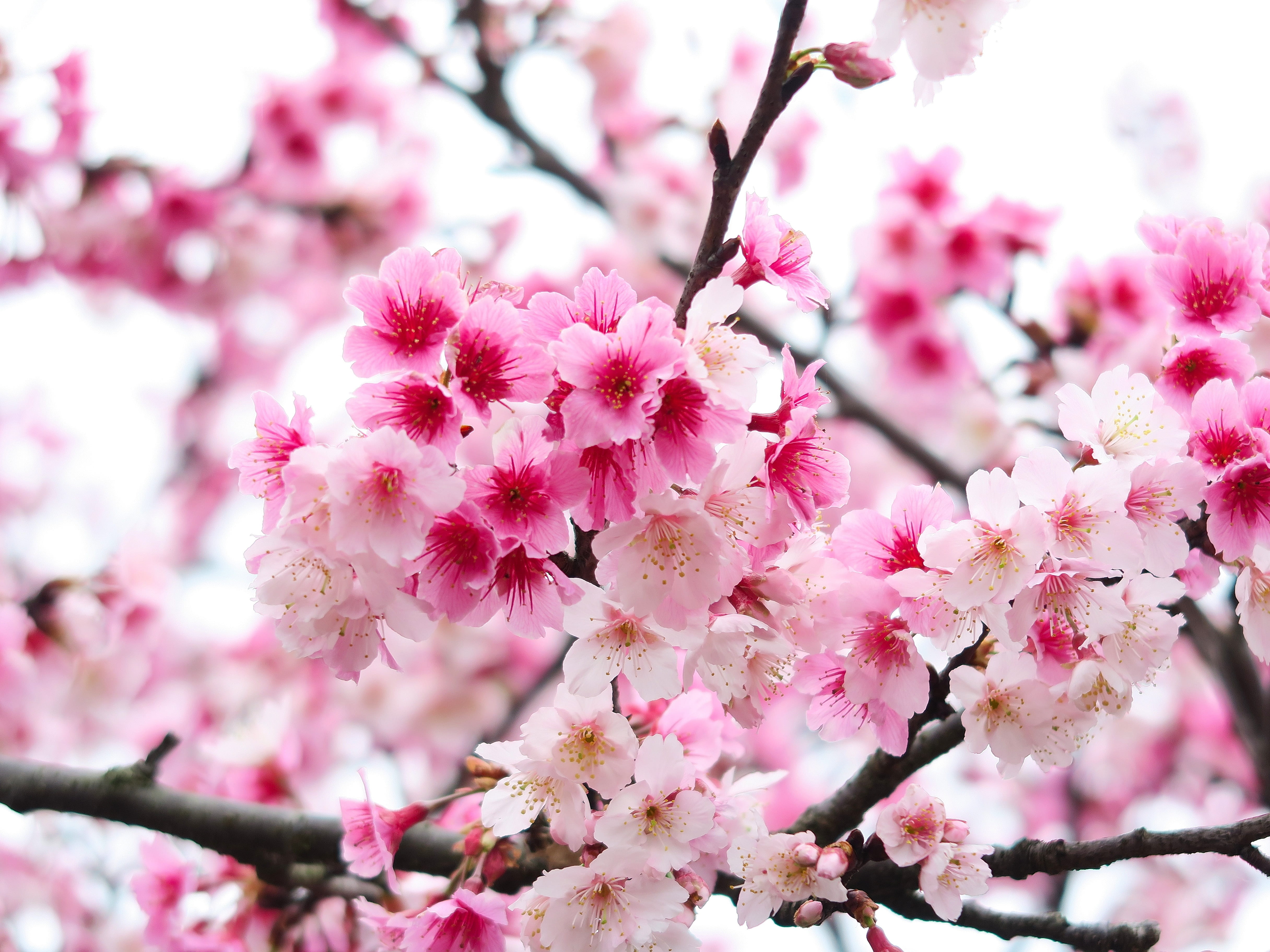 Sakura Tree
