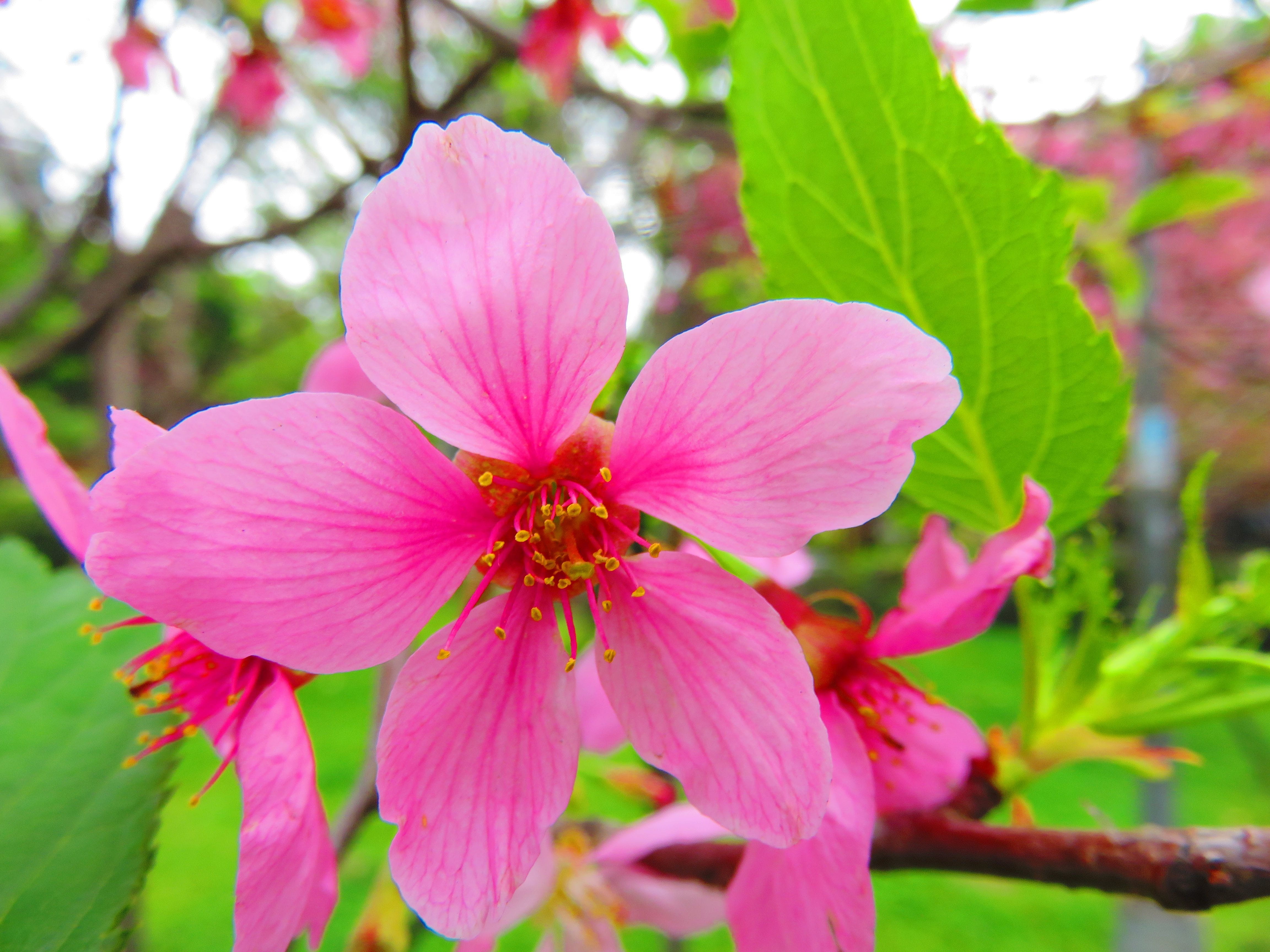growth, day, fragility, pink color, outdoors, plant part, pollen, no people, focus on foreground, plant, nature, freshness, cherry blossoms, leaf, yoshino yīng, HD Wallpaper