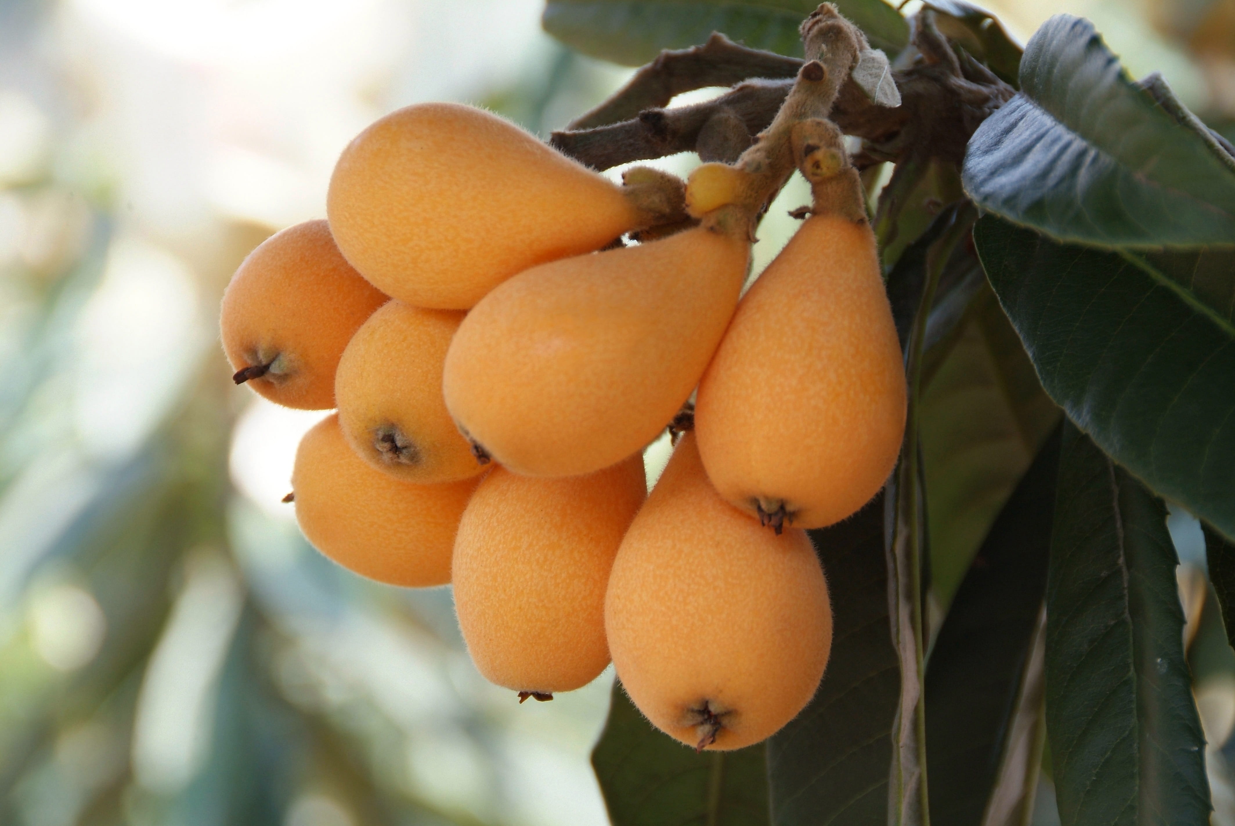 food, food and drink, focus on foreground, growth, rosaceae, freshness, 4K, healthy eating, loquat, day, leaf, orange, ripe, tree, bunch, outdoors, close-up, HD Wallpaper
