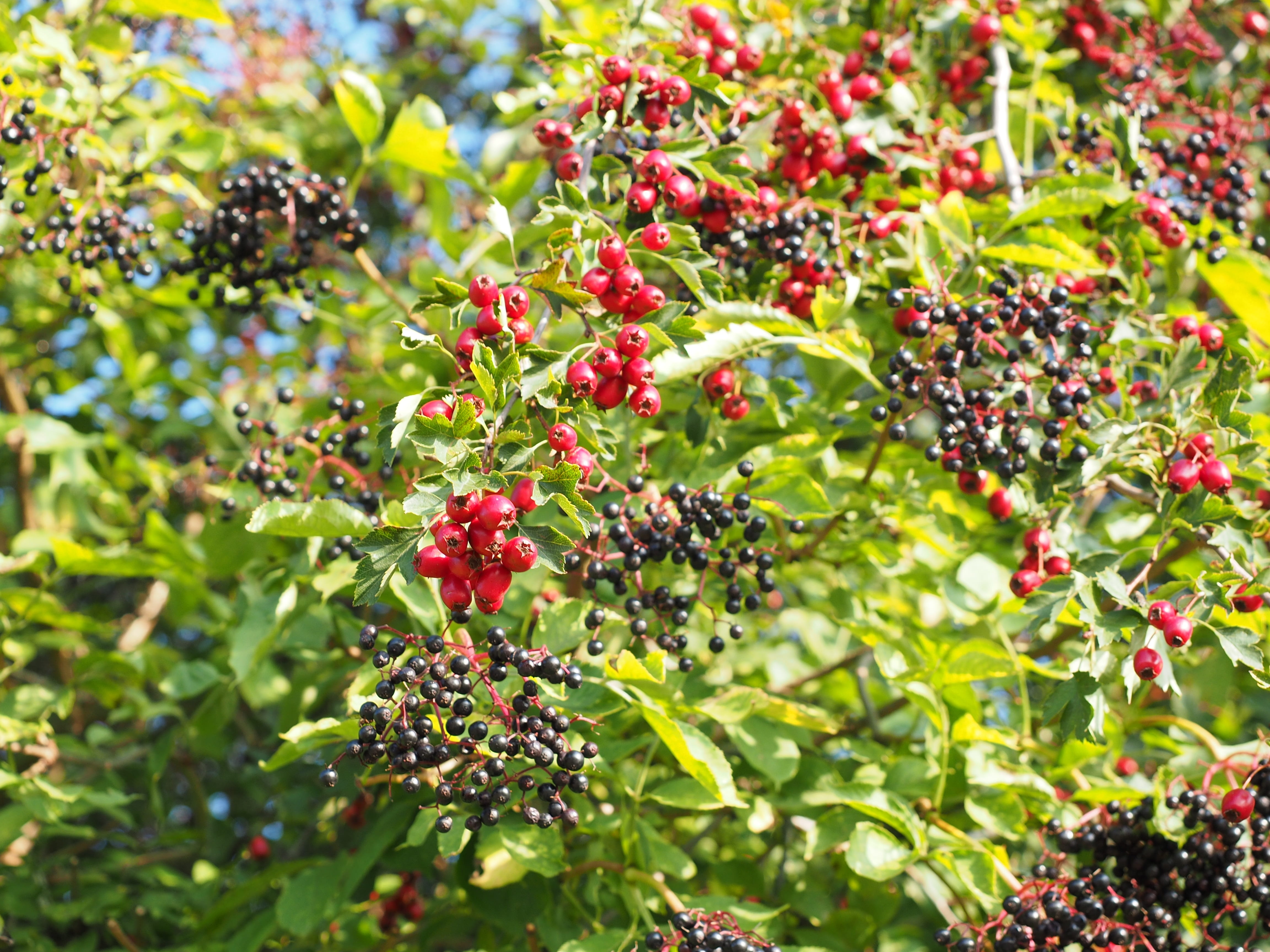 berry fruit, sambucus, leaves, holder bush, nature, berries, day, large, eingriffeliger hawthorn, kernobstgewaechs, beauty in nature, healthy eating, plant part, HD Wallpaper