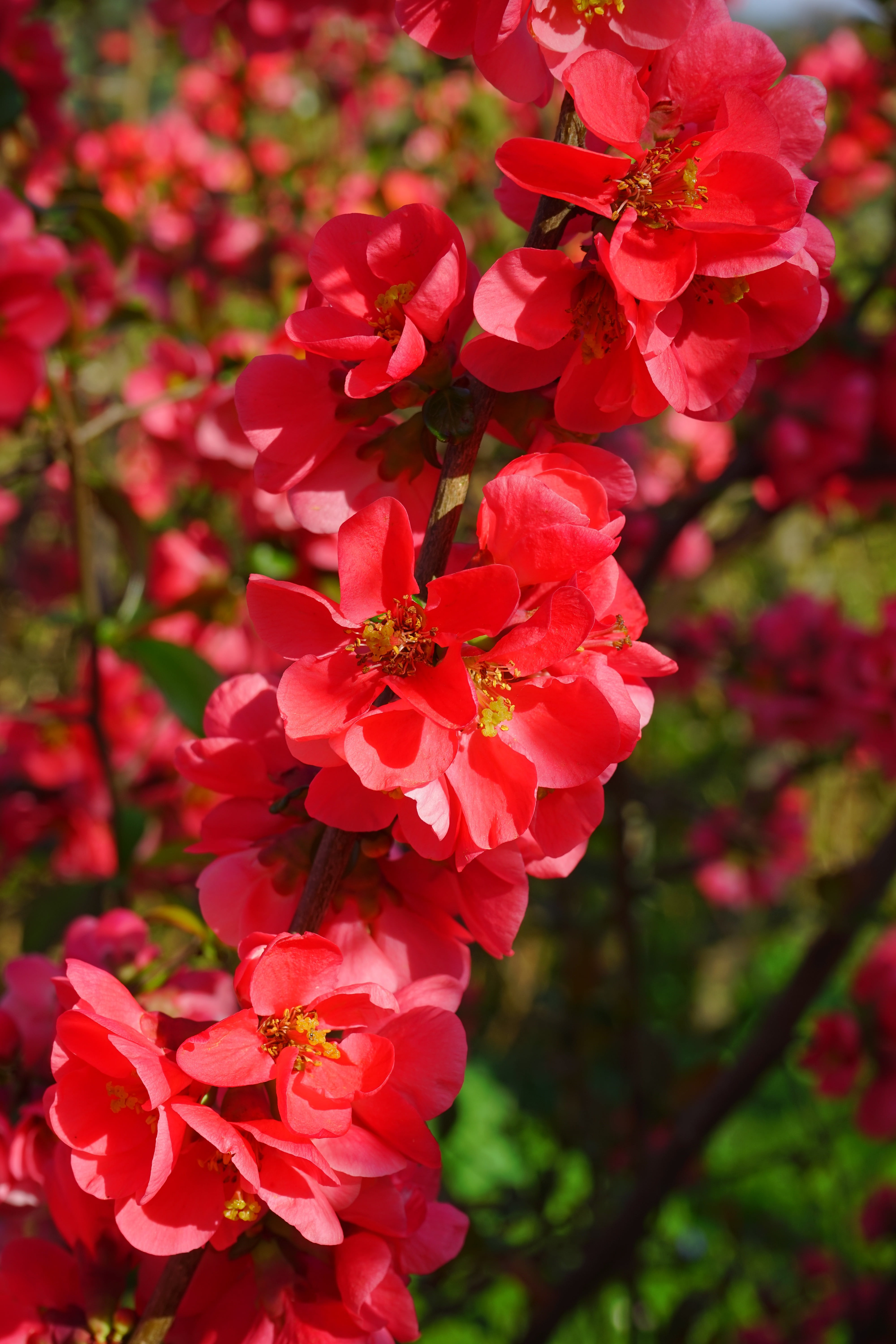 japanese ornamental quince, outdoors, plant, no people, red, bush, freshness, close-up, chaenomeles japonica, ornamental quince, flower head, nature, pink color, Phone HD Wallpaper