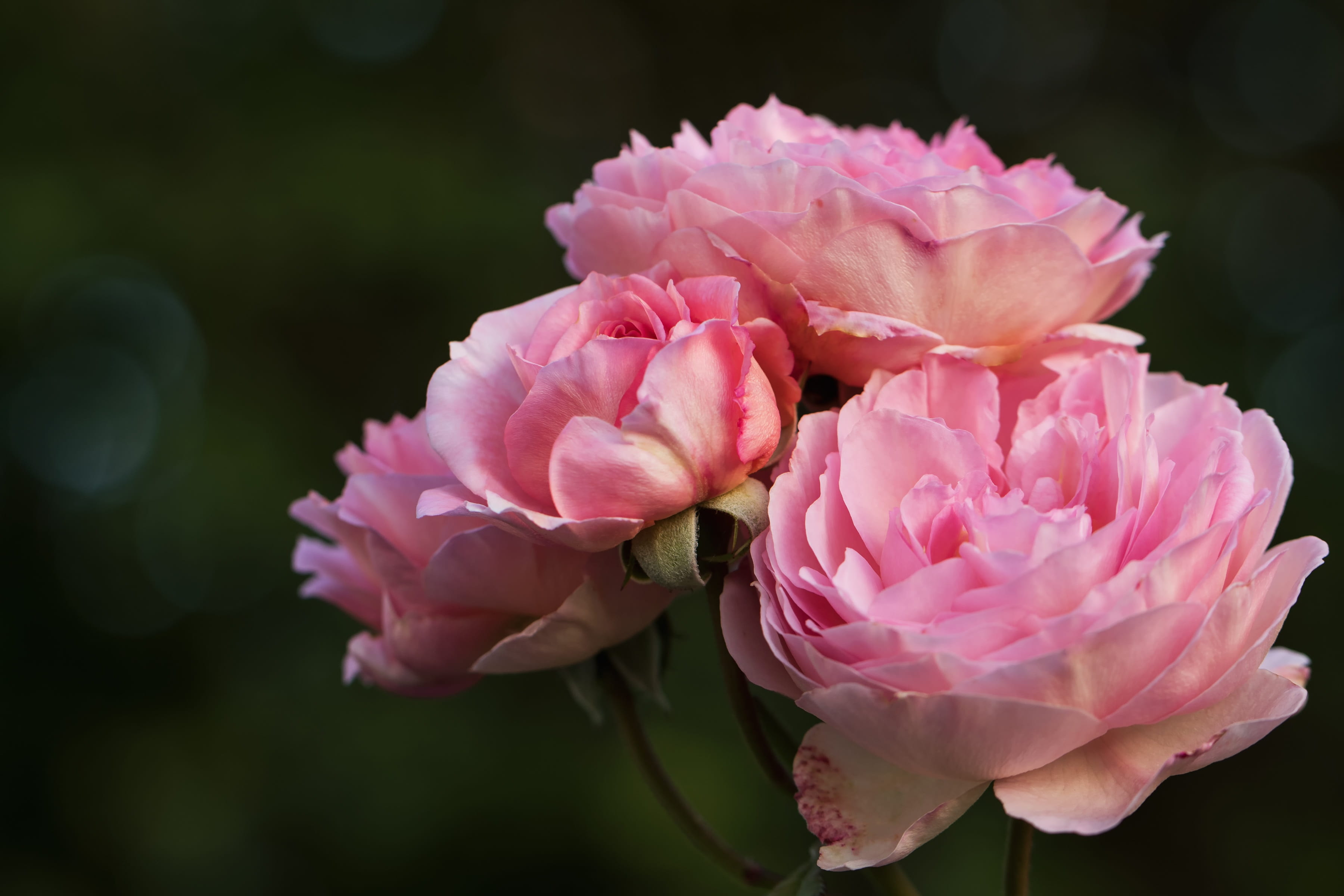 flower head, flower, flowering plant, plant, petal, focus on foreground, english roses, rosaceae, pink, rose, peony, daytime, 2K, outdoors, fragility, HD Wallpaper