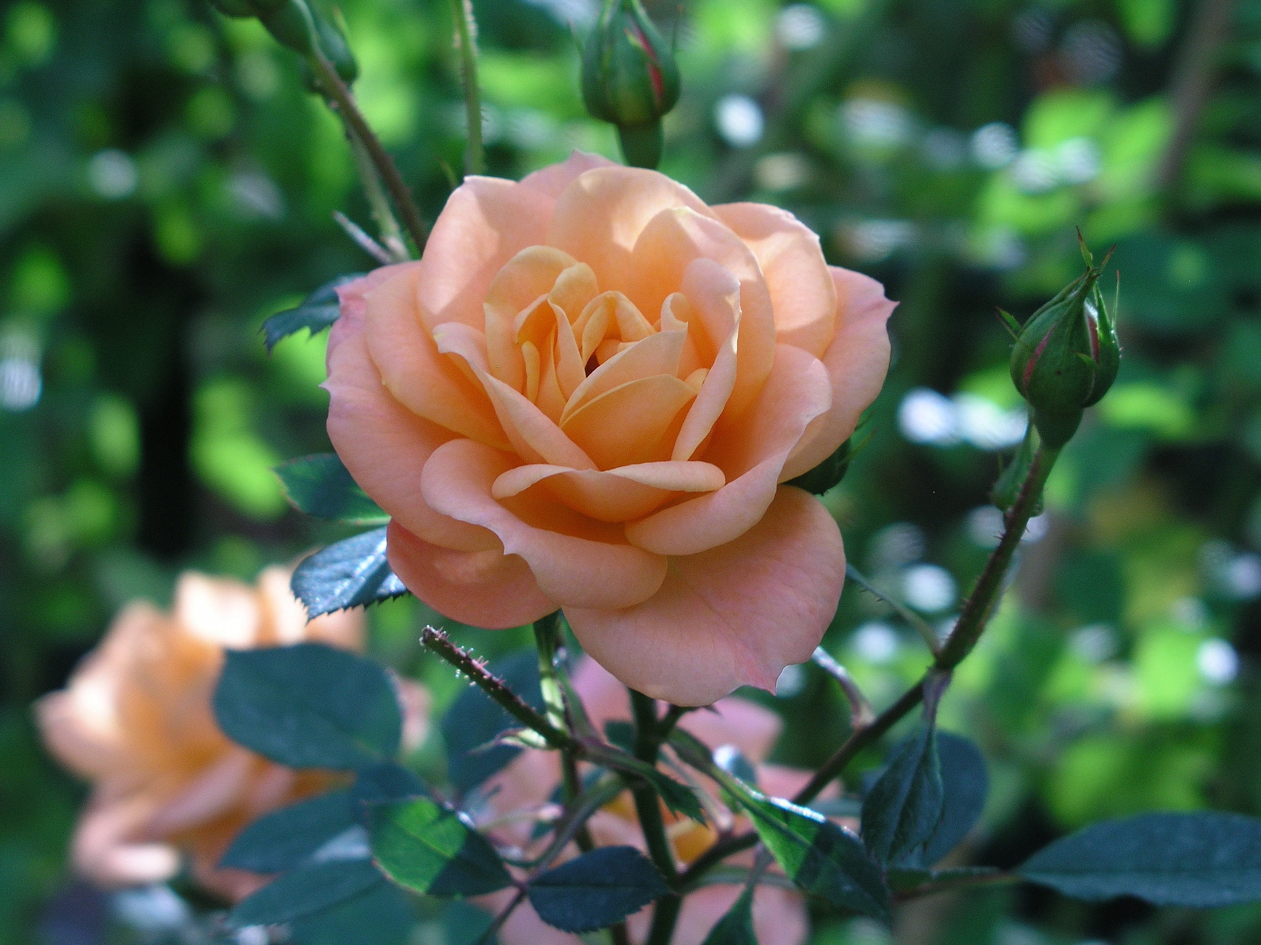 elegant, rose garden, madeira, dream, 2K, rosales, daytime, rosaceae, bud, rose, bloom, focus, close, freshness, quinta do arco, fragility, no people, HD Wallpaper