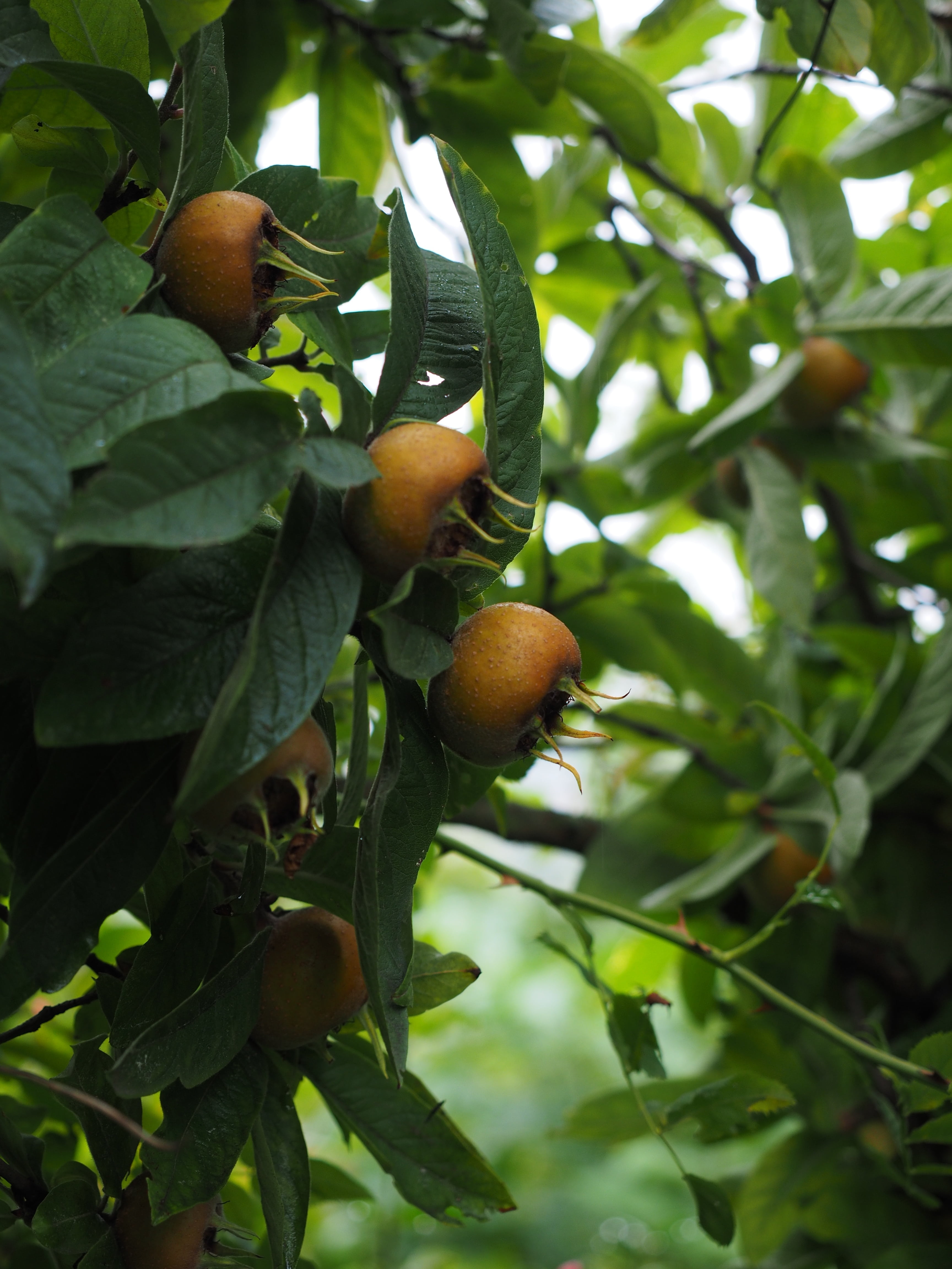 plant part, orange, aschperln, close-up, healthy eating, mispelche, real medlar, nature, growth, rose greenhouse, asperl, freshness, dürgen, wellbeing, Phone HD Wallpaper