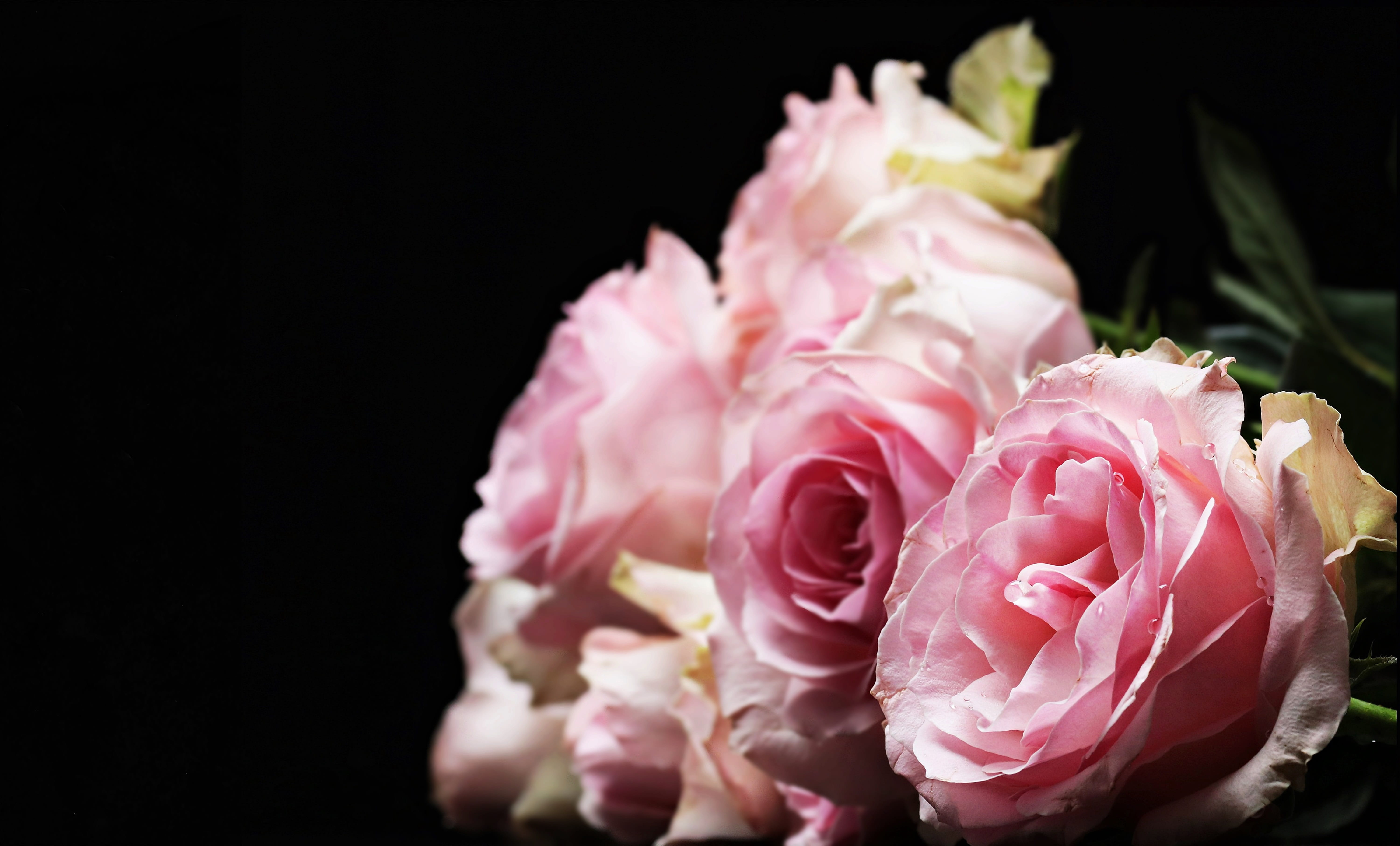 bunch of flowers, freshness, close-up, culture roses, studio shot, flower, petal, fragility, postcard, greeting card, vulnerability, flower head, indoors, HD Wallpaper