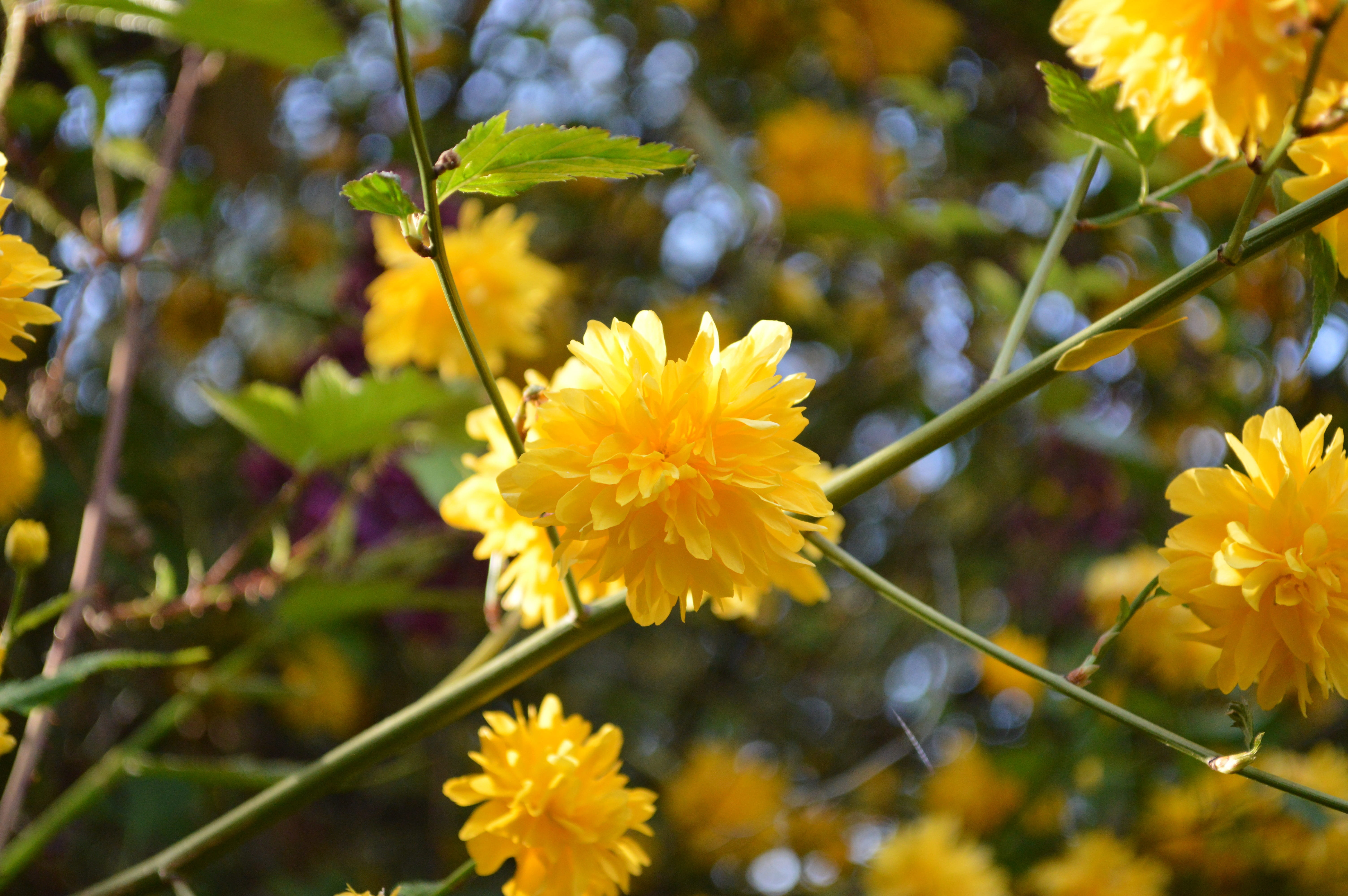 growth, freshness, rose greenhouse, focus on foreground, yamabuki, outdoors, japanese kerrie, amber, blossom, rosaceae, pleniflora, yellow, inflorescence, HD Wallpaper