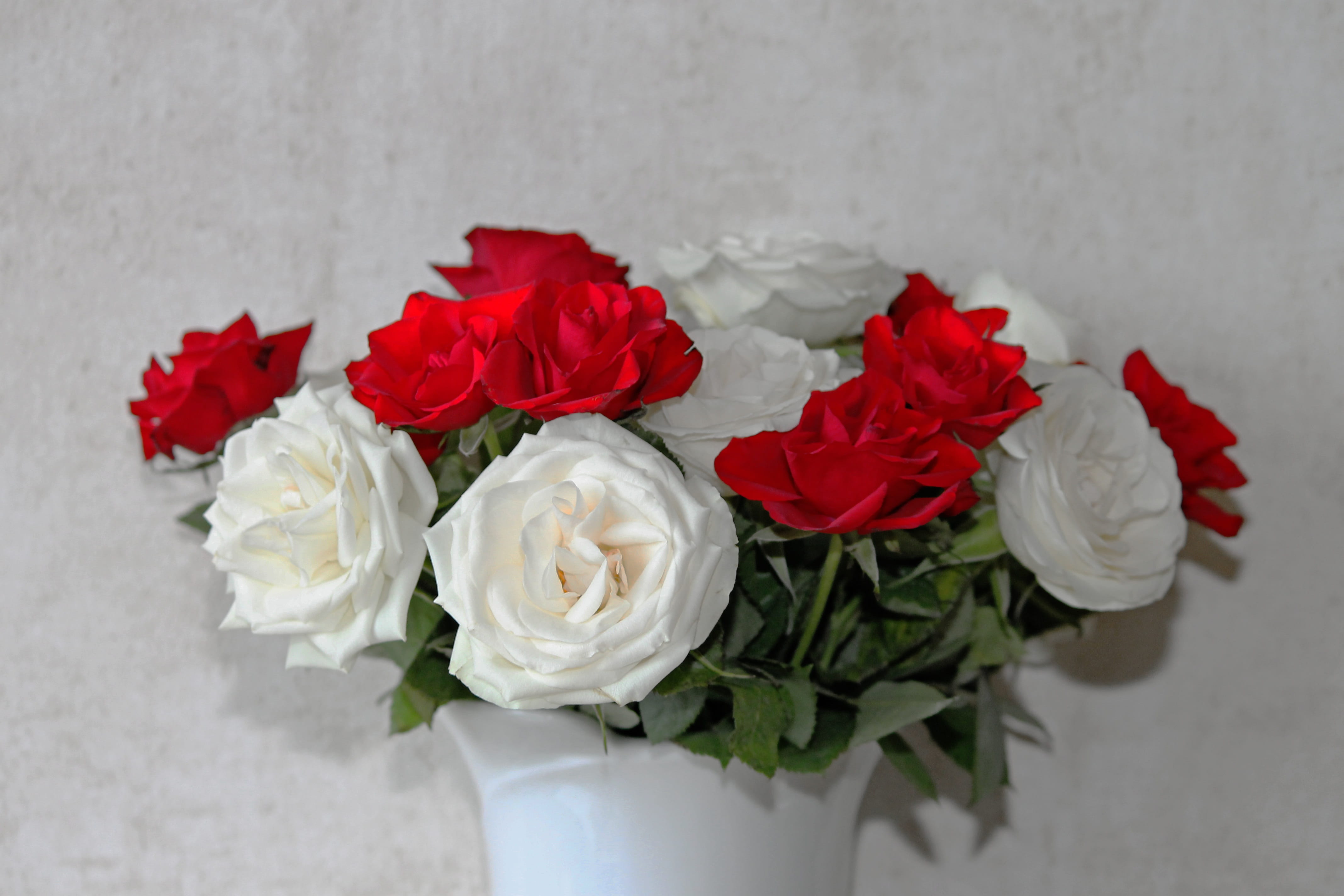 noble, beauty in nature, flower, freshness, red roses, love, no people, congratulations, white, bunch of flowers, festive, rosacea, vulnerability, red, HD Wallpaper