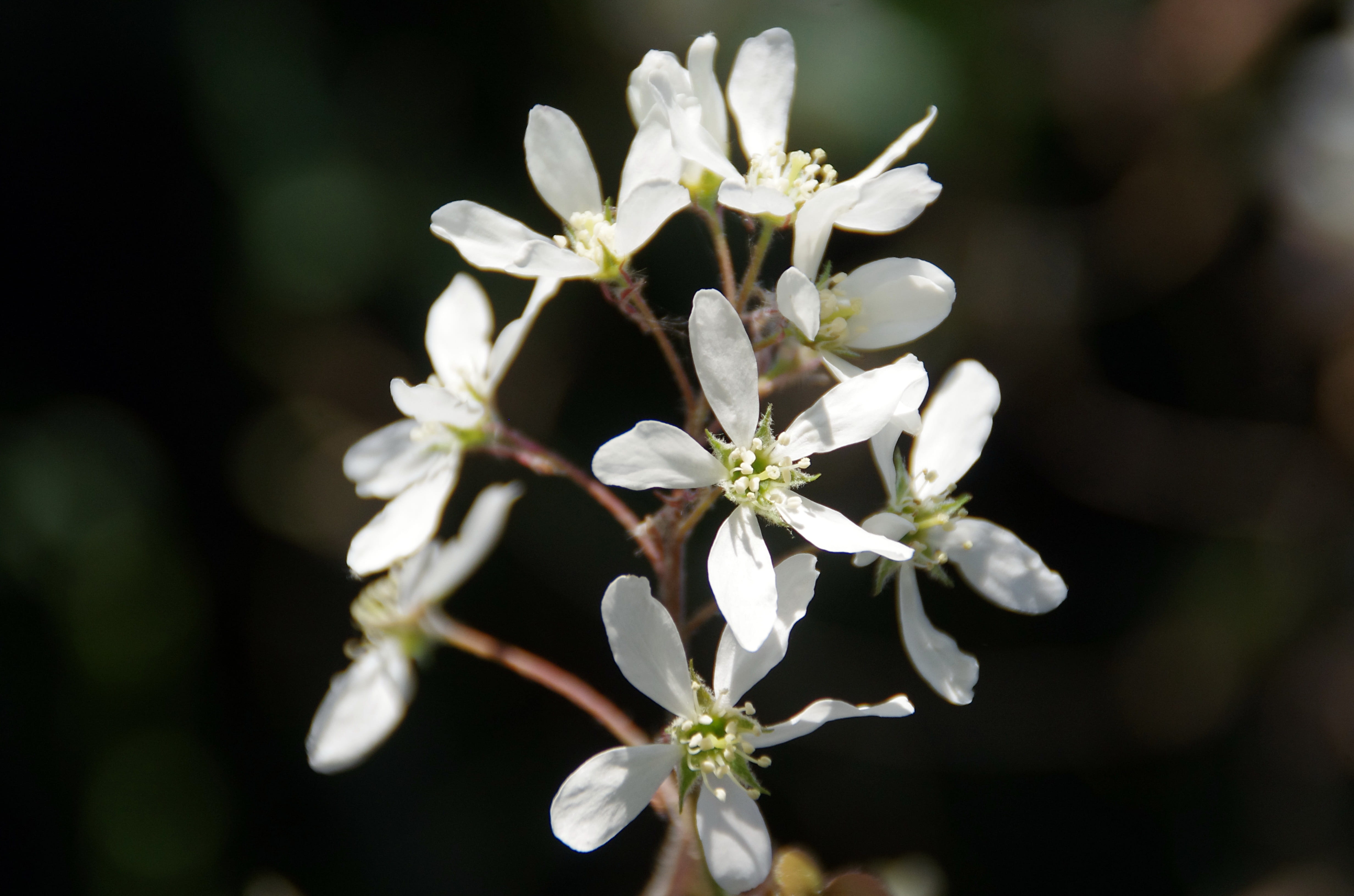 springtime, amelanchier lamarckii, saskatoon, freshness, flower, cherry blossom, white, vulnerability, growth, day, rosacea, white color, inflorescence, HD Wallpaper