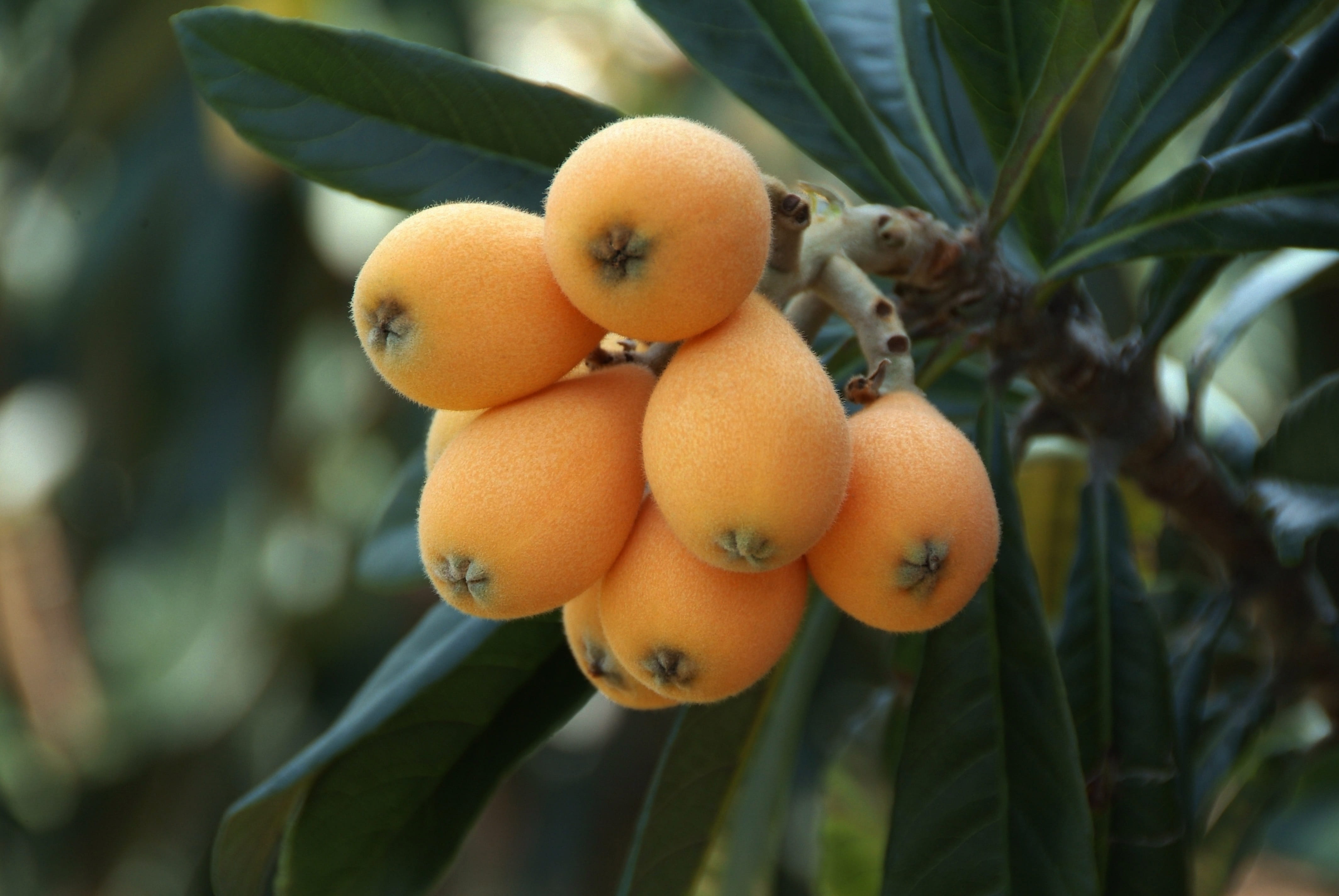 tree, nature, Rosaceae, plant, freshness, 4K, leaf, ripe, day, Flowering Plants, close-up, Loquat, food and drink, outdoors, green color, no people, big, HD Wallpaper