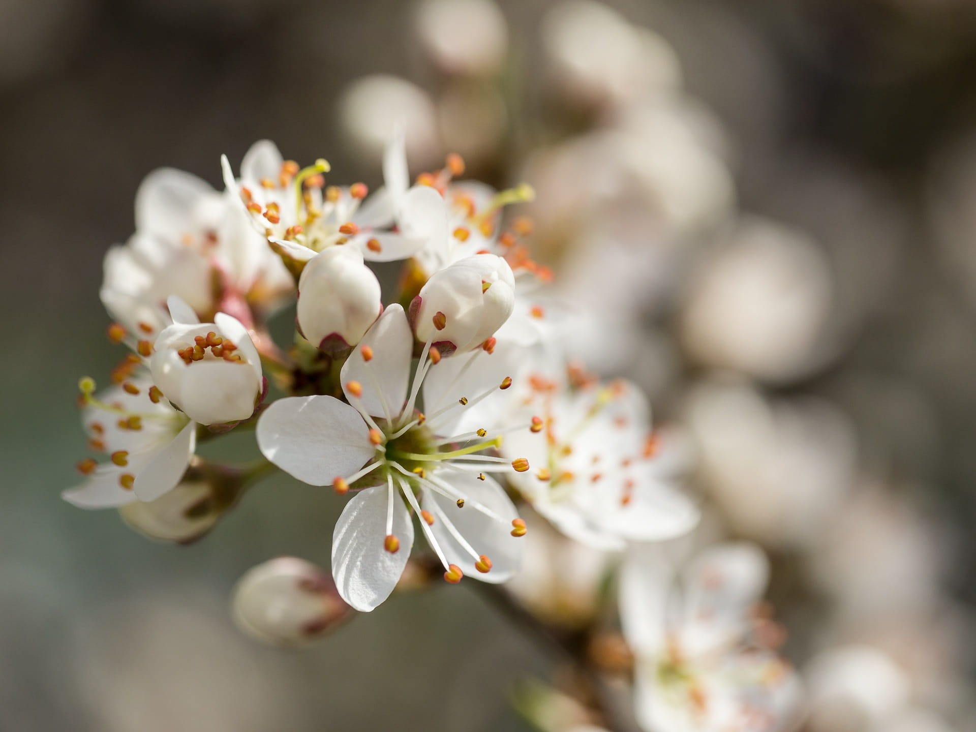 springtime, close-up, white, tender, flower head, white color, rosacea, vulnerability, flower, outdoors, fragility, 1080P, fine, nature, day, cherry blossom, HD Wallpaper