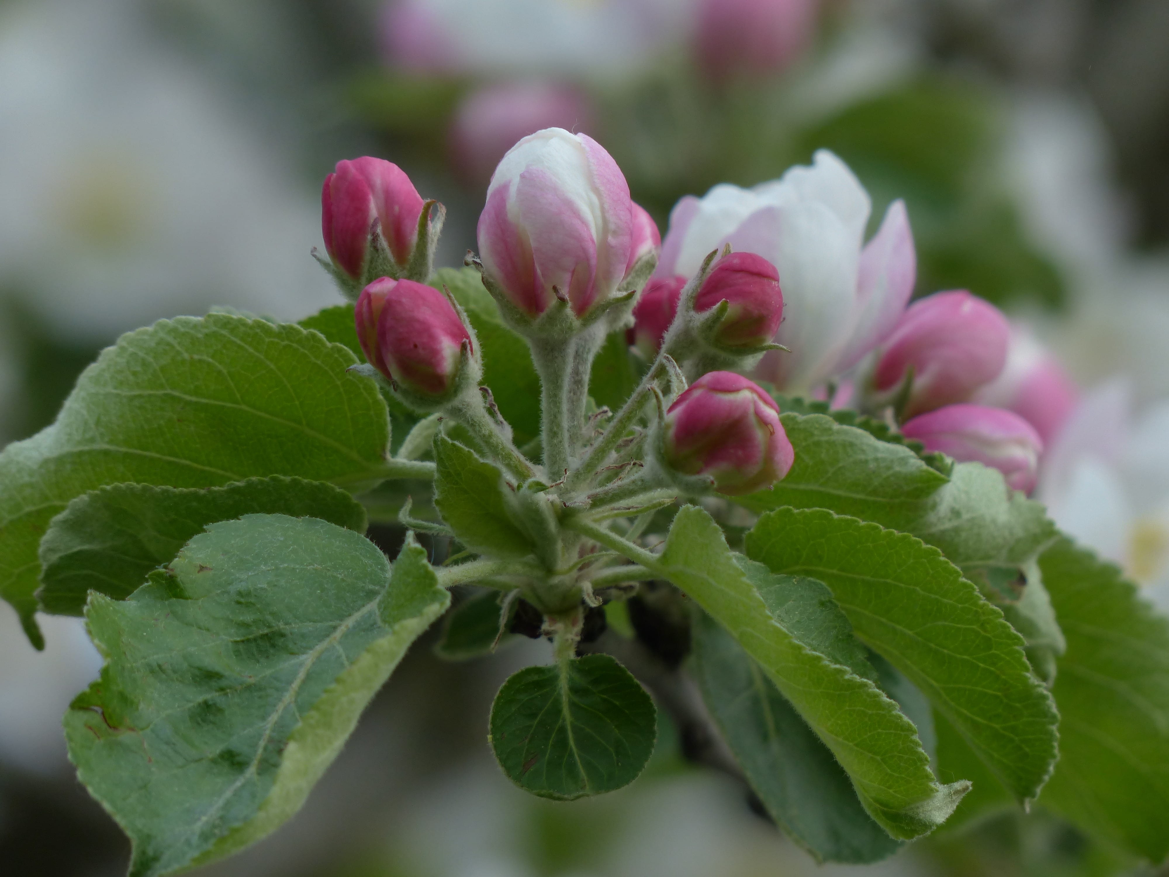 close-up, growth, bud, rose greenhouse, outdoors, nature, leaves, apple tree, day, no people, freshness, kernobstgewaechs, flowering plant, pink, 4K, leaf, HD Wallpaper