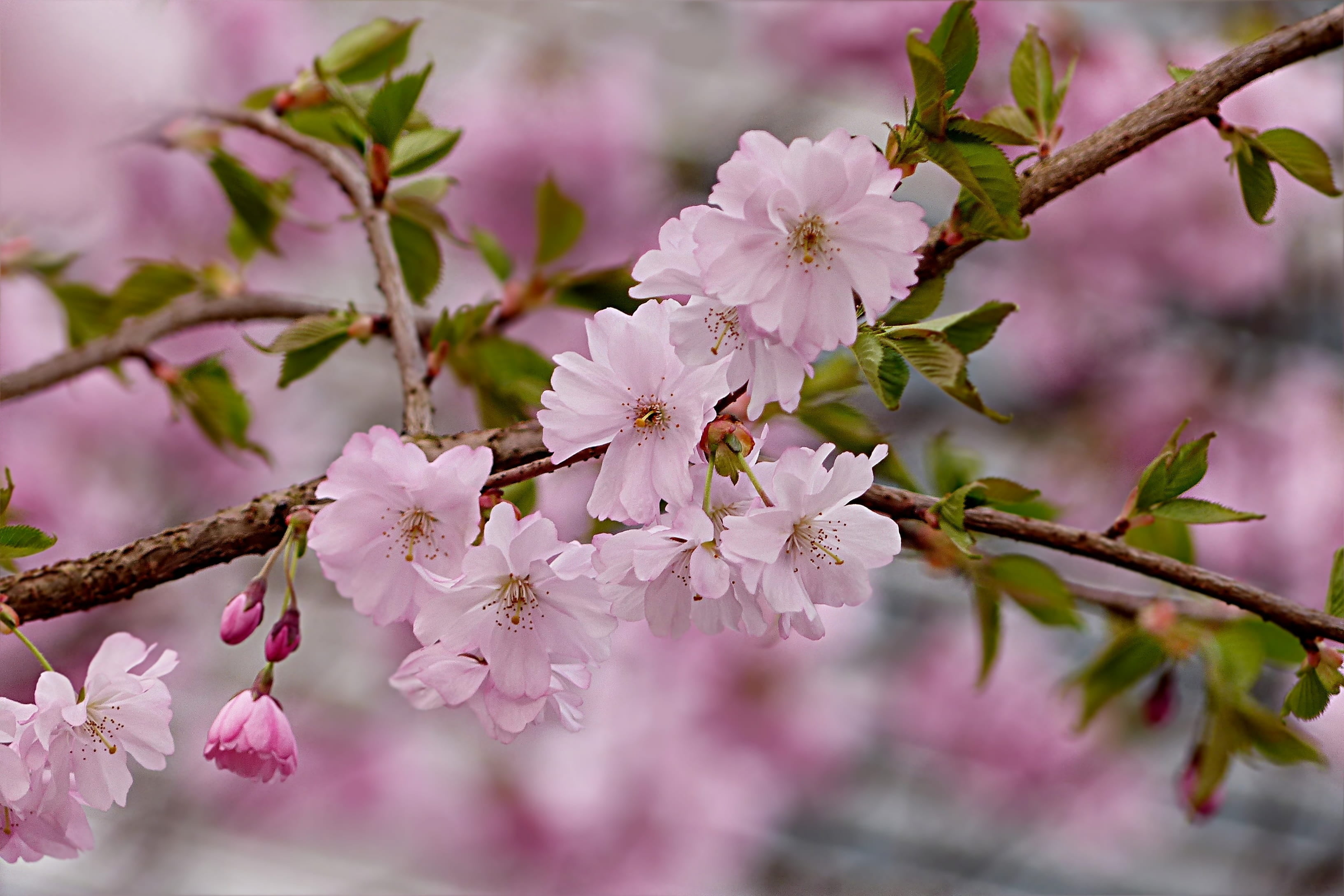 inflorescence, blossom, fruit tree, vulnerability, blooming, petal, close-up, flower head, beauty in nature, spring, fragility, prunus serrulata, japanese cherry, HD Wallpaper
