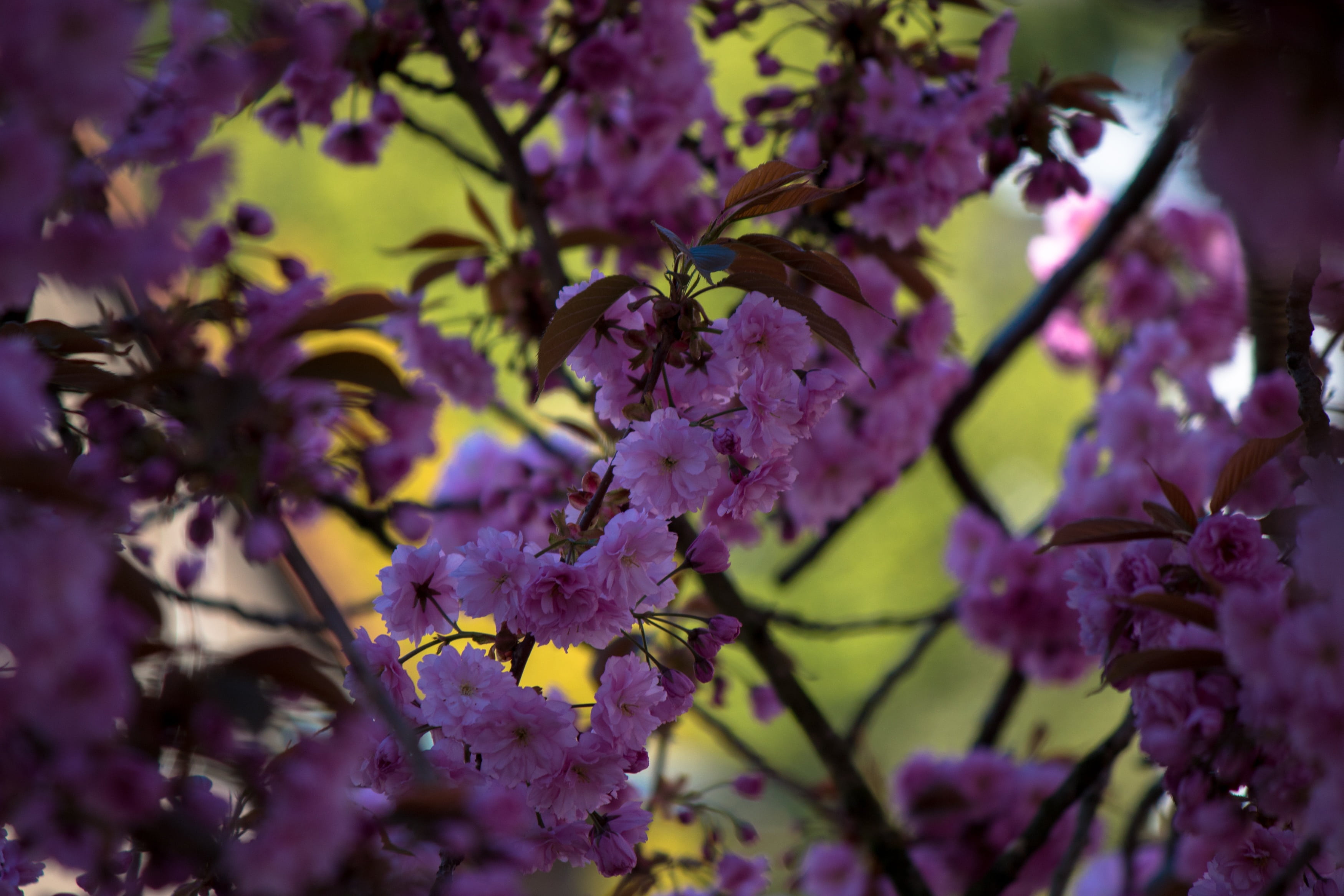 selective focus, close-up, 2K, growth, beauty in nature, bunch of flowers, branch, spring, plant, japanese flowering cherry, fragility, outdoors, freshness, HD Wallpaper