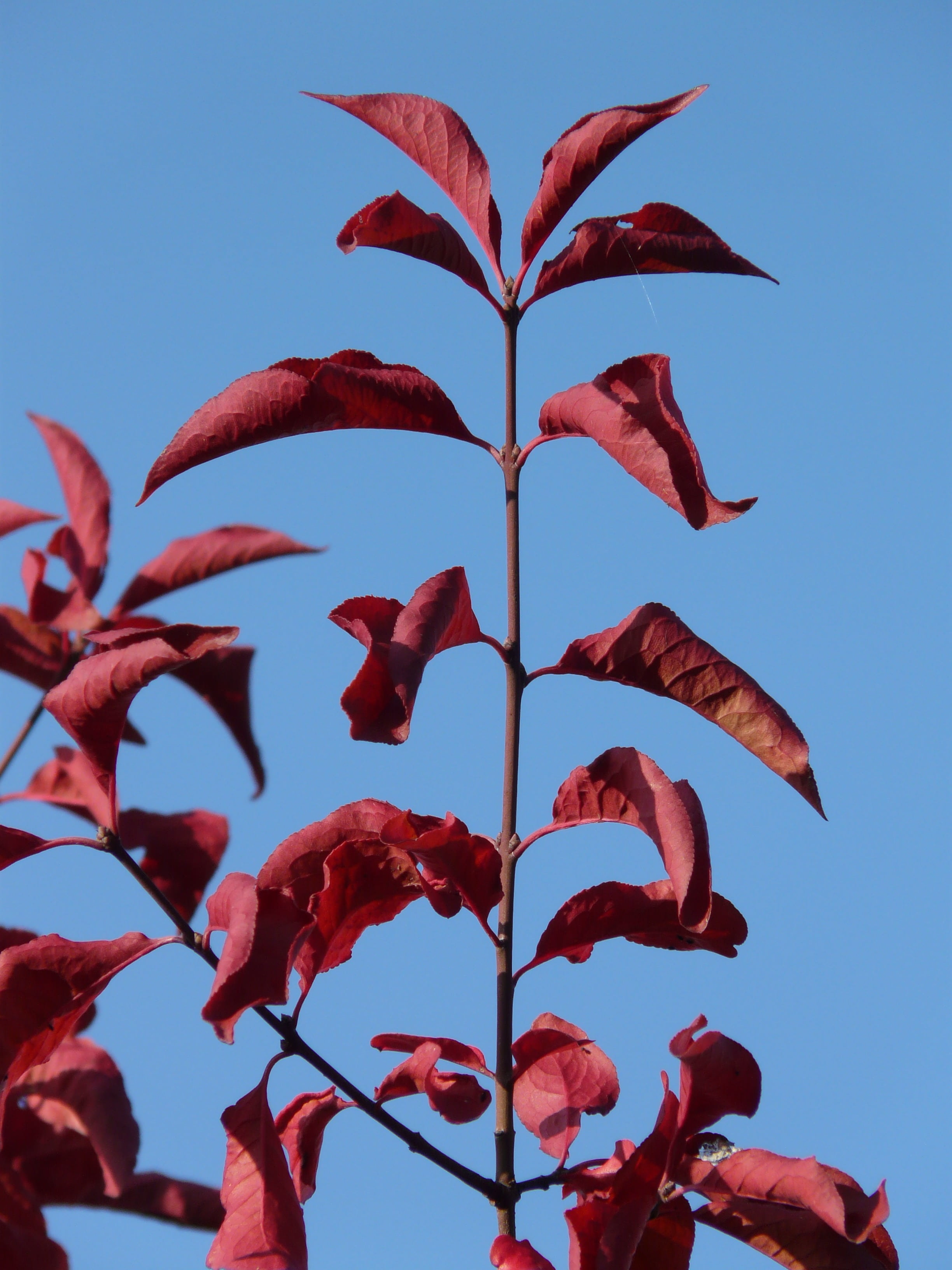 leaves, low angle view, coloring, flower, oriental cherry, plant part, sky, prunus serrulata, leaf, outdoors, plant, growth, prunus, beauty in nature, clear sky, Phone HD Wallpaper