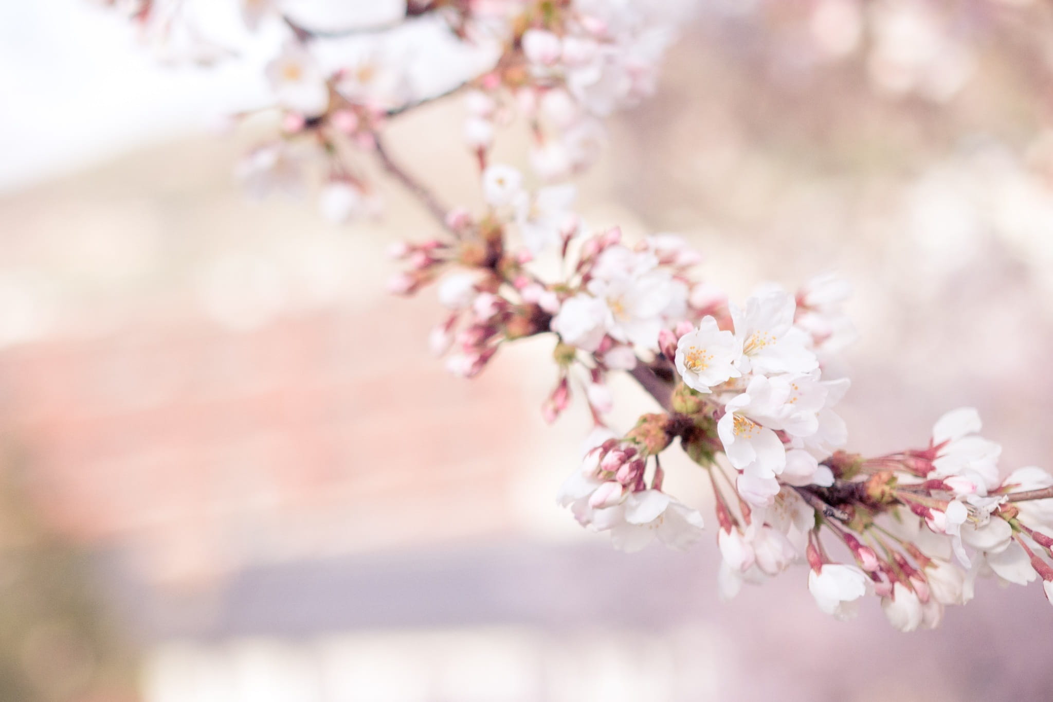 blossom, growth, vulnerability, no people, bloom, bunch of flowers, fragility, pink, spring, freshness, outdoors, 1080P, tree, close-up, flowering plant, HD Wallpaper