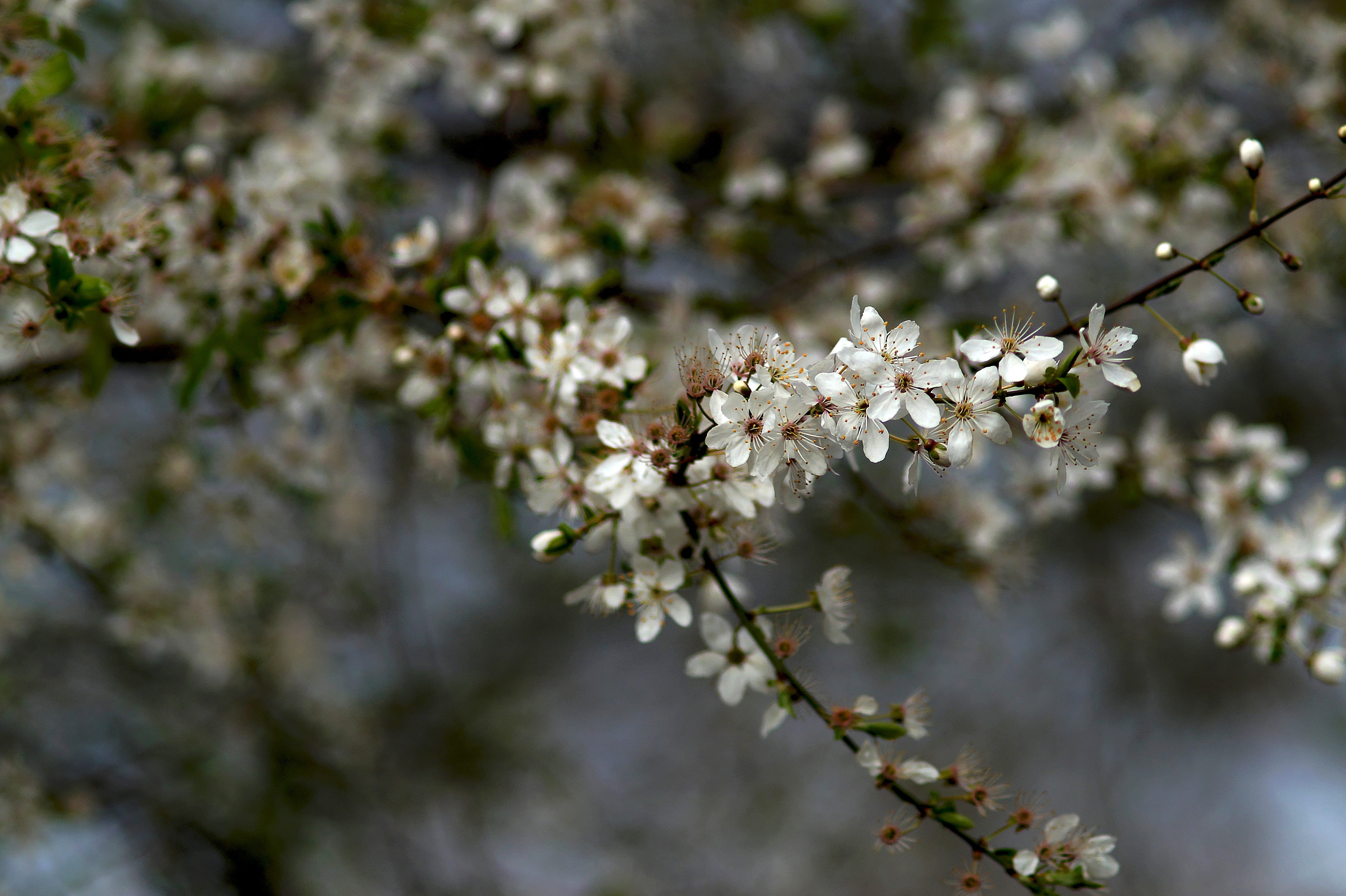 cherry tree, fill, plant, close-up, beauty in nature, spring, branch, prunus serrulata, freshness, deciduous woody plants, flowering plant, outdoors, bunch of flowers, HD Wallpaper