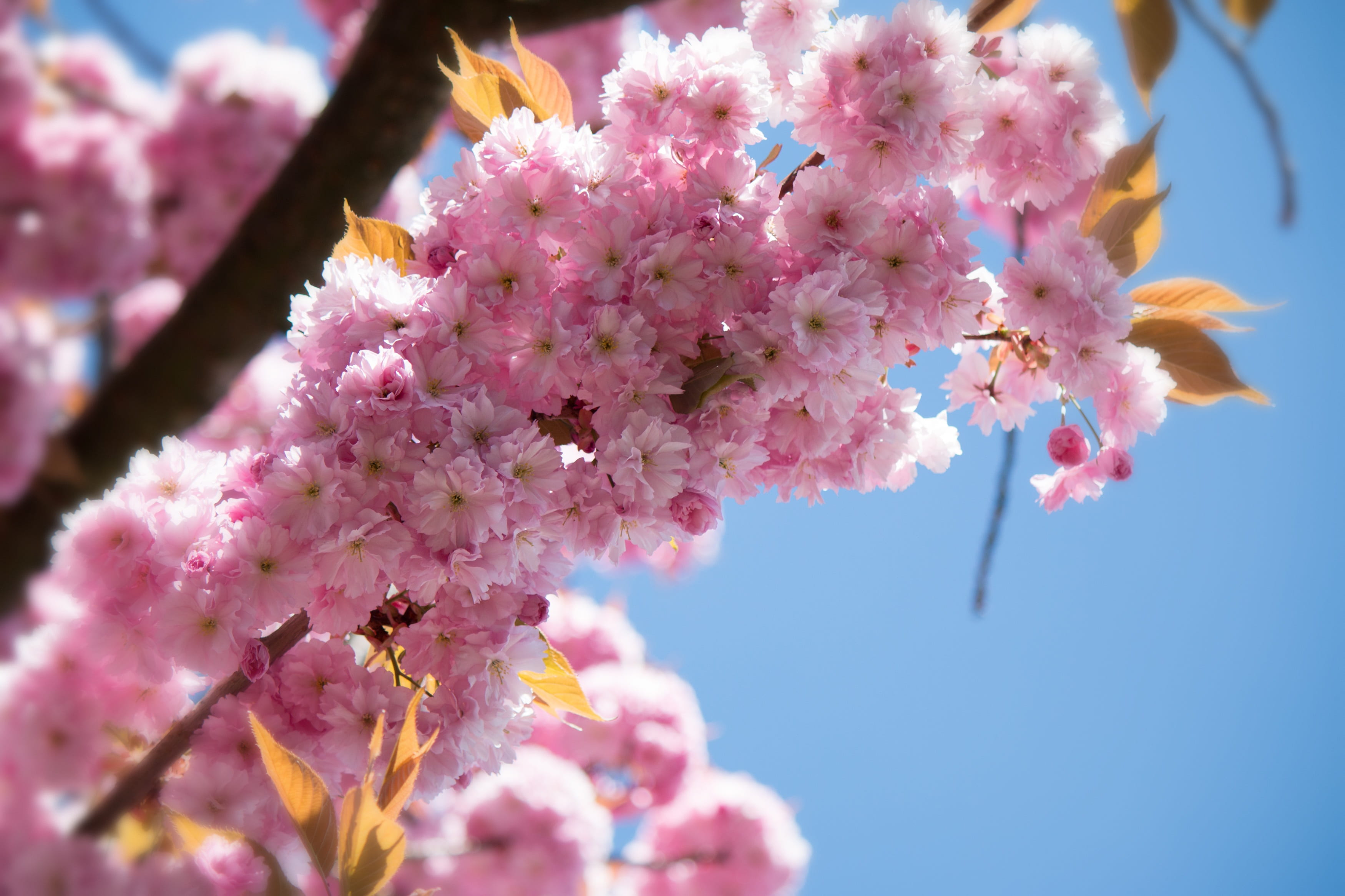 plant, growth, bunch of flowers, selective focus, freshness, cherry blossom, pink color, branch, blütenmeer, softness, 2K, prunus serrulata, pink, japanese cherry blossom, HD Wallpaper