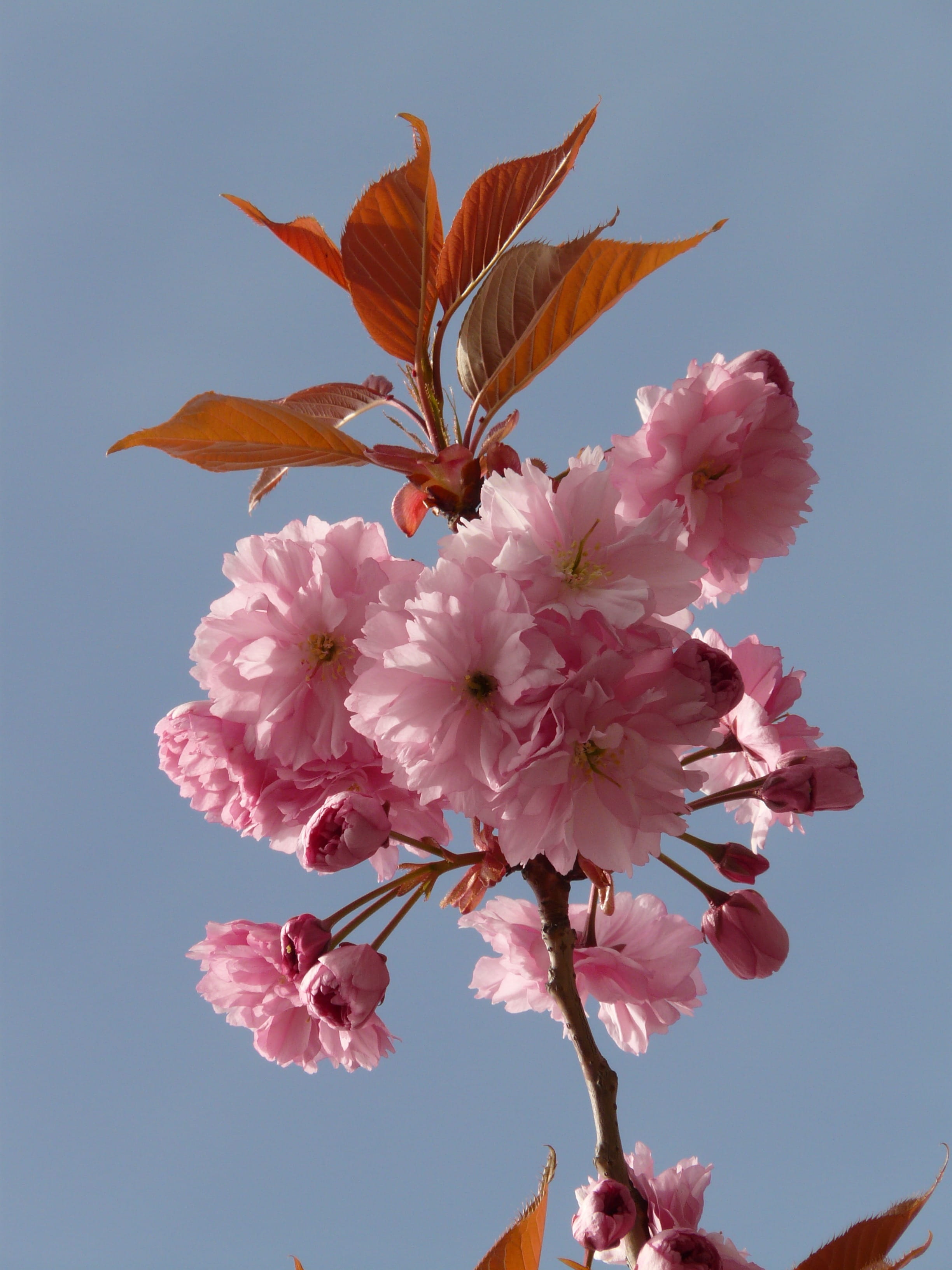 pink, bud, day, beauty in nature, 2K, close-up, pink color, oriental cherry, flower head, no people, petal, flower, cherry tree, low angle view, nature, Phone HD Wallpaper