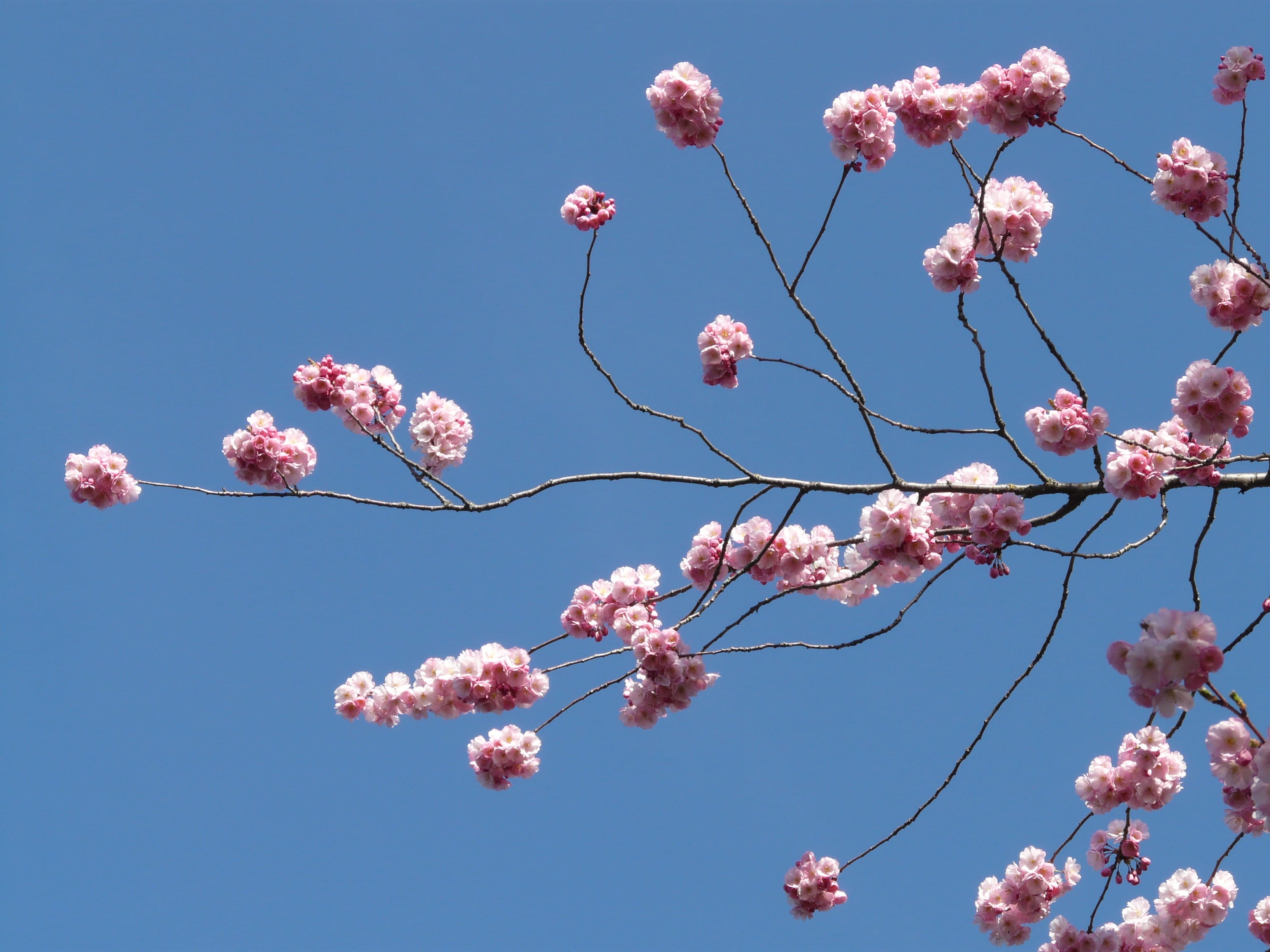 japanese cherry trees, outdoors, flowering plant, fragility, vulnerability, branch, blossom, japanese flowering cherry, petal, sky, tree, blue, flower, HD Wallpaper