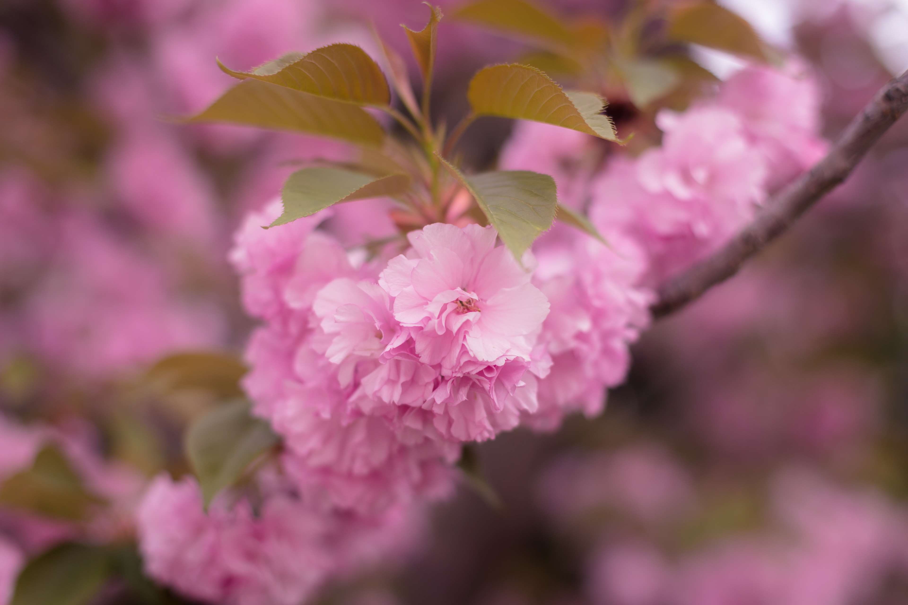 nature, flower head, cherry tree, macro, outdoors, plant, close-up, growth, lilac, flowering plant, flower, cherry blossom, vulnerability, purple, day, HD Wallpaper