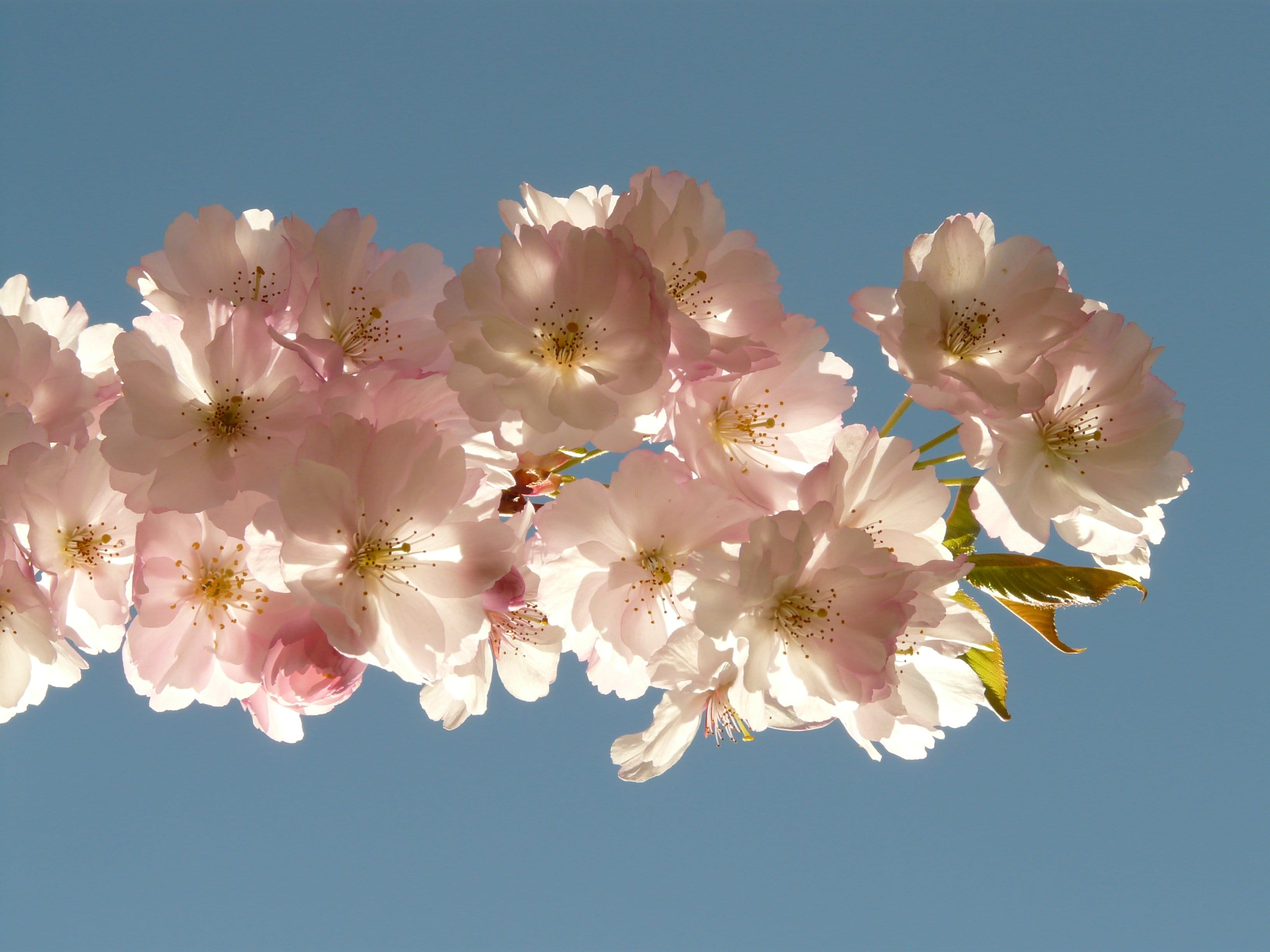 low angle view, flower head, no people, clear sky, oriental cherry, sky, cherry tree, Tree, flower, vulnerability, plant, bunch of flowers, petal, fragility, HD Wallpaper