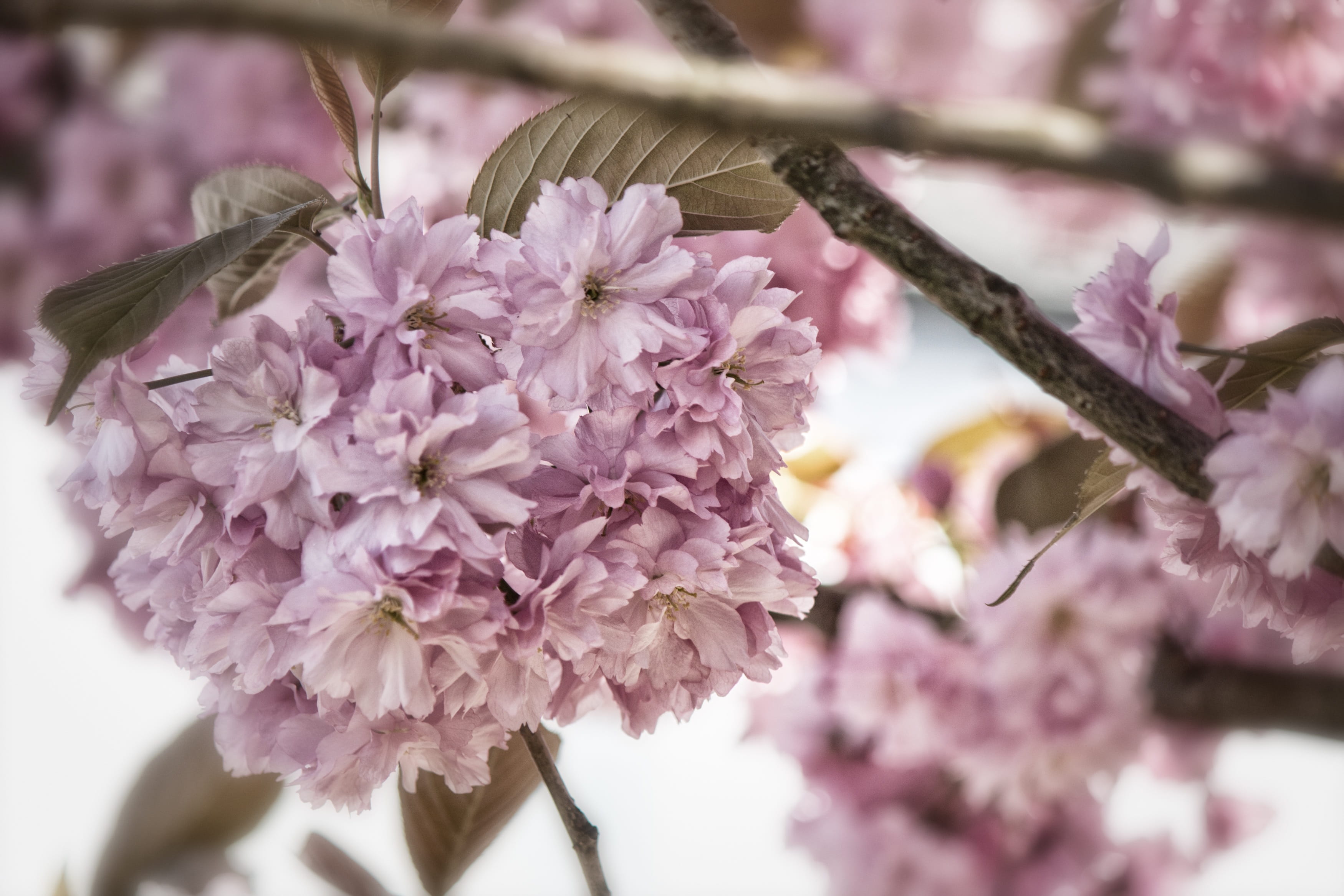 close-up, bunch of flowers, japanese, plant, pink color, freshness, flower, plum blossom, softness, beauty in nature, rose greenhouse, petal, flowering, HD Wallpaper
