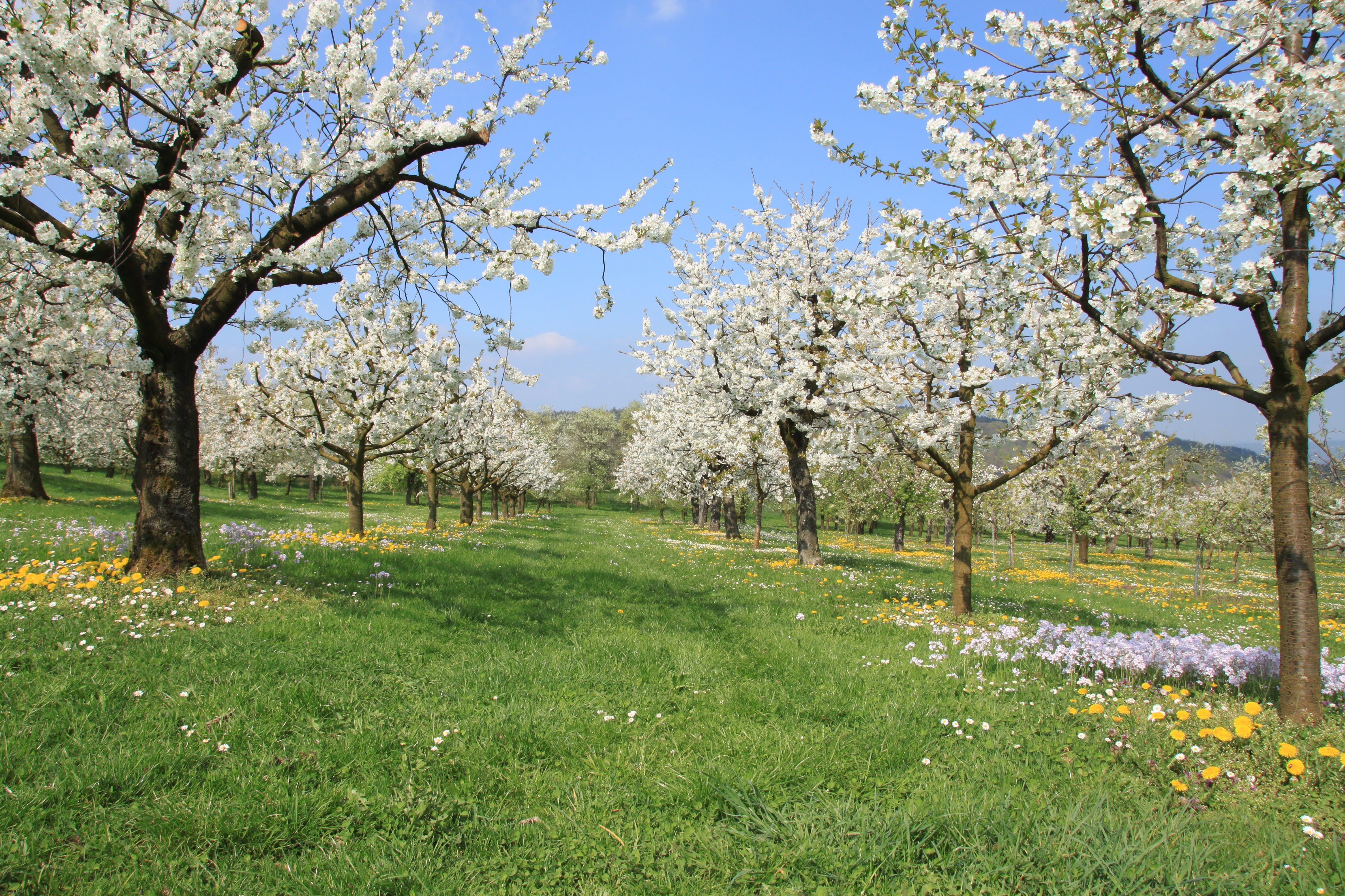 cherry blossom, plant, blossom, nature, franconian switzerland, tranquil scene, tranquility, flowering plant, tree, fruit tree, sky, cherry tree, cherry wood, HD Wallpaper