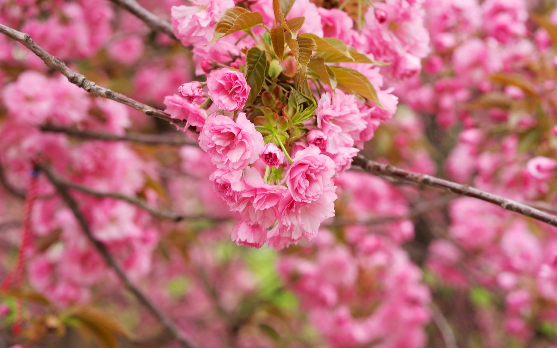 Branches, blossom, Pink, Bloom, 1080P, Cherry, Flowers, HD Wallpaper