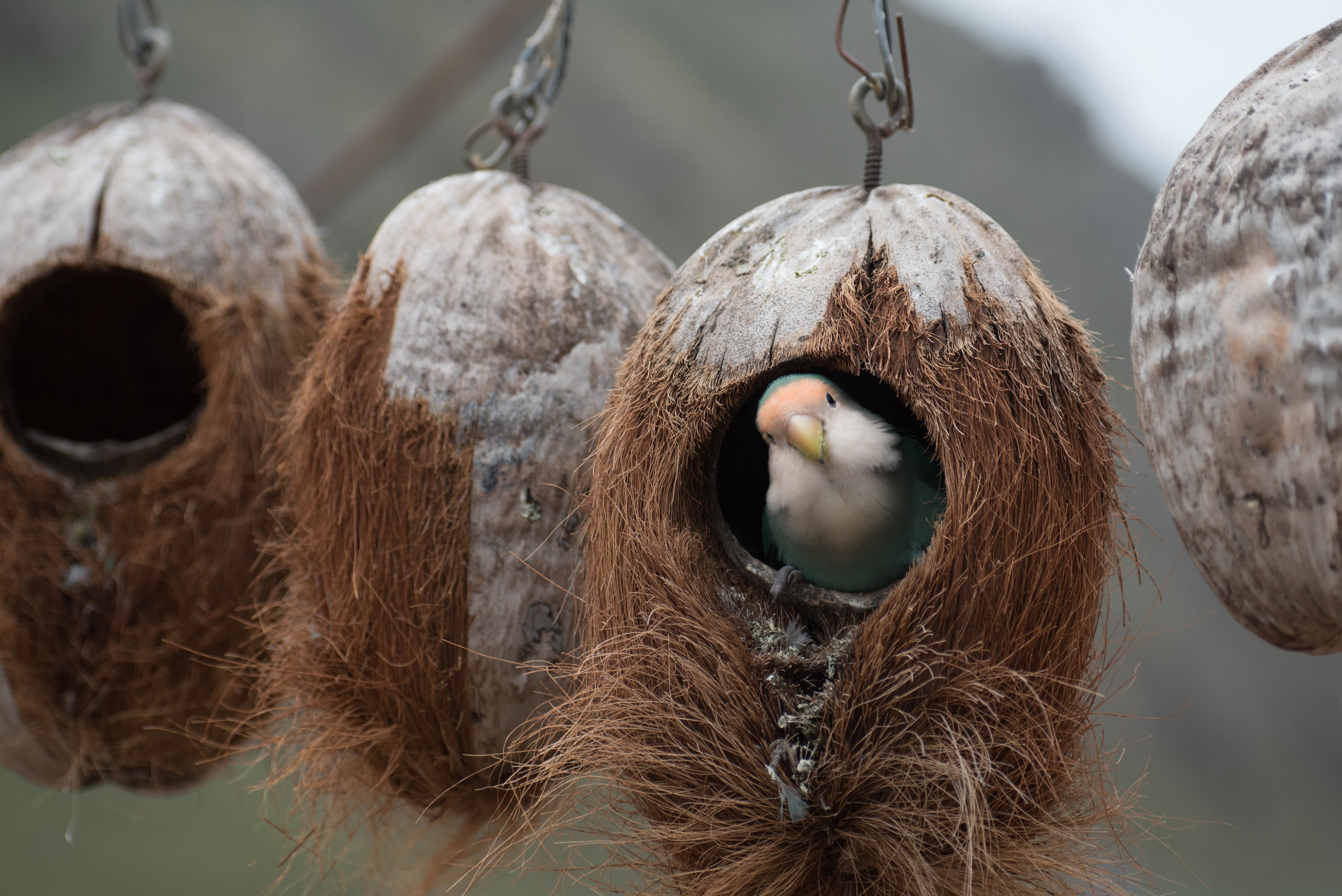 three, animal, animals in the wild, feather, animal themes, animal Nest, 5K, selective focus, focus on foreground, bird, coconut, parrot, vertebrate, birdhouses, HD Wallpaper