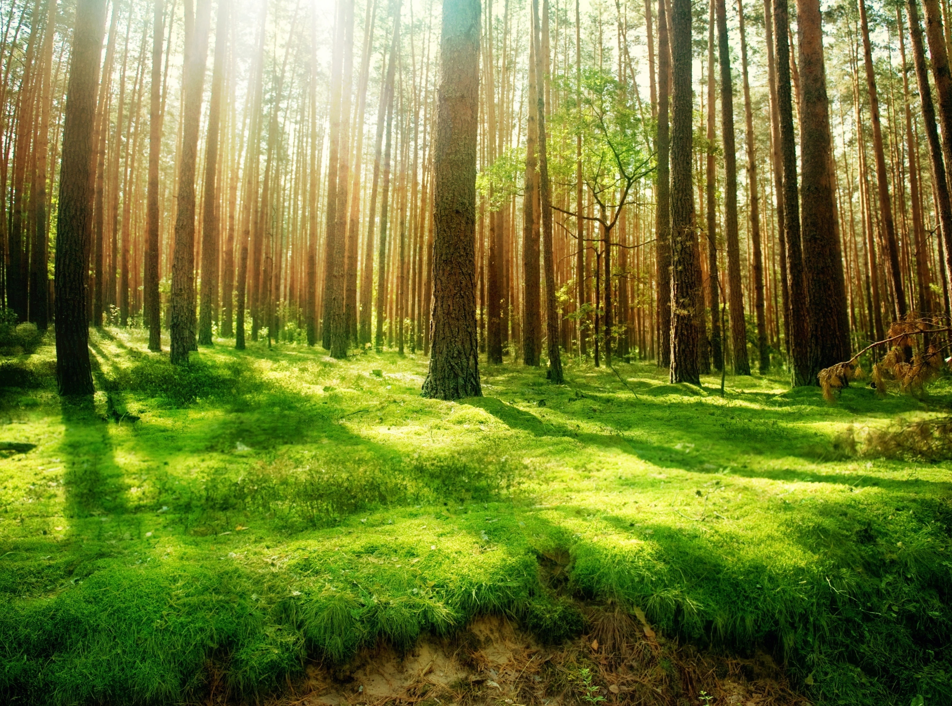 sun, non-urban scene, 2K, no people, forest, scenery, growth, land, sunshine, streaming, Nature, trunk, tree trunk, tranquil scene, tranquility, beautiful, HD Wallpaper