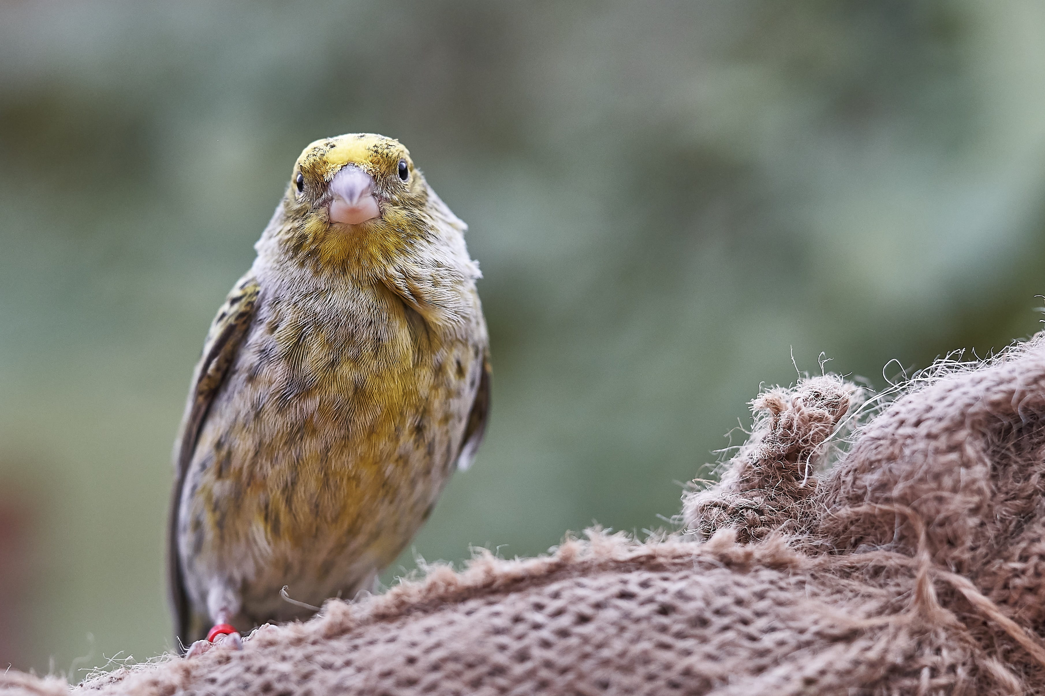vertebrate, nature, animal themes, looking at camera, feed, selective focus, 2K, outdoors, animal head, bird feeder, animal, perching, feeding, one animal, HD Wallpaper