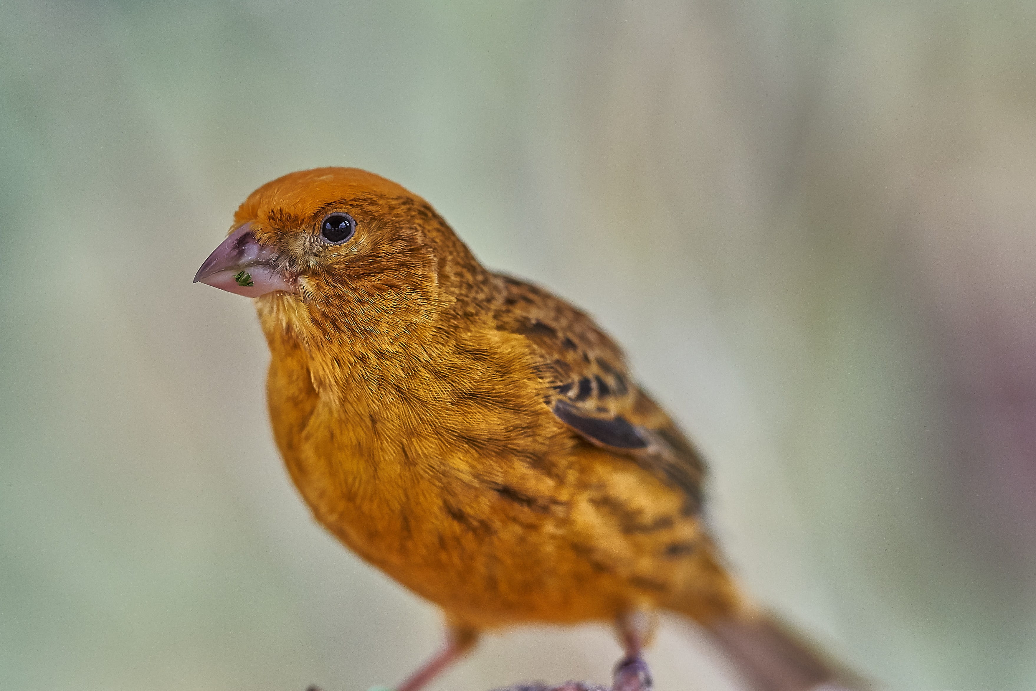 no people, one animal, feeding, focus on foreground, nature, day, animals in the wild, bird feeder, robin, feed, vertebrate, bird, canary bird, garden, HD Wallpaper