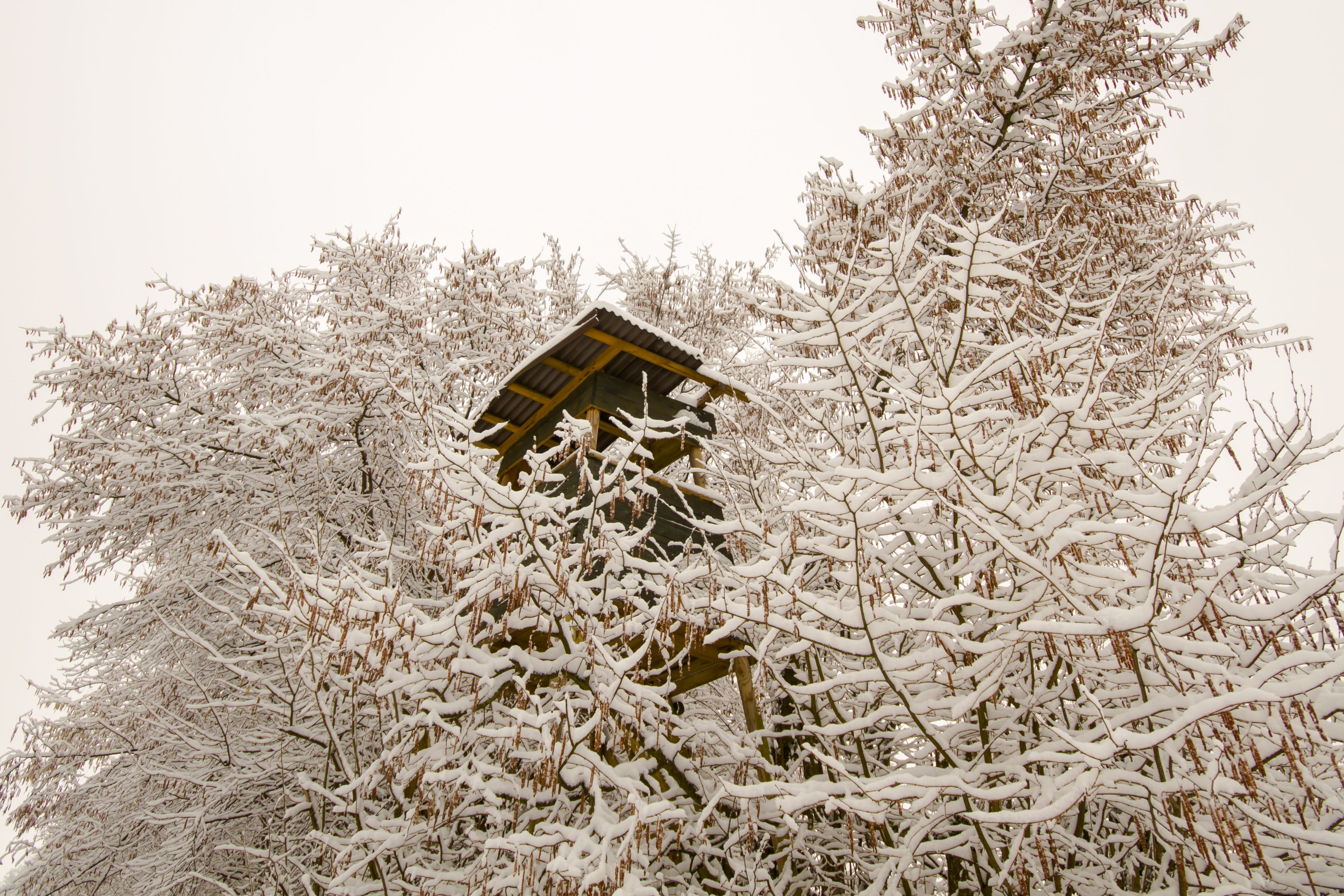 sky, 4K, animal, birdhouse, no people, architecture, built structure, hazel, winter, low angle view, ansitz, hunting, hunter was, hunting was, bare tree, HD Wallpaper