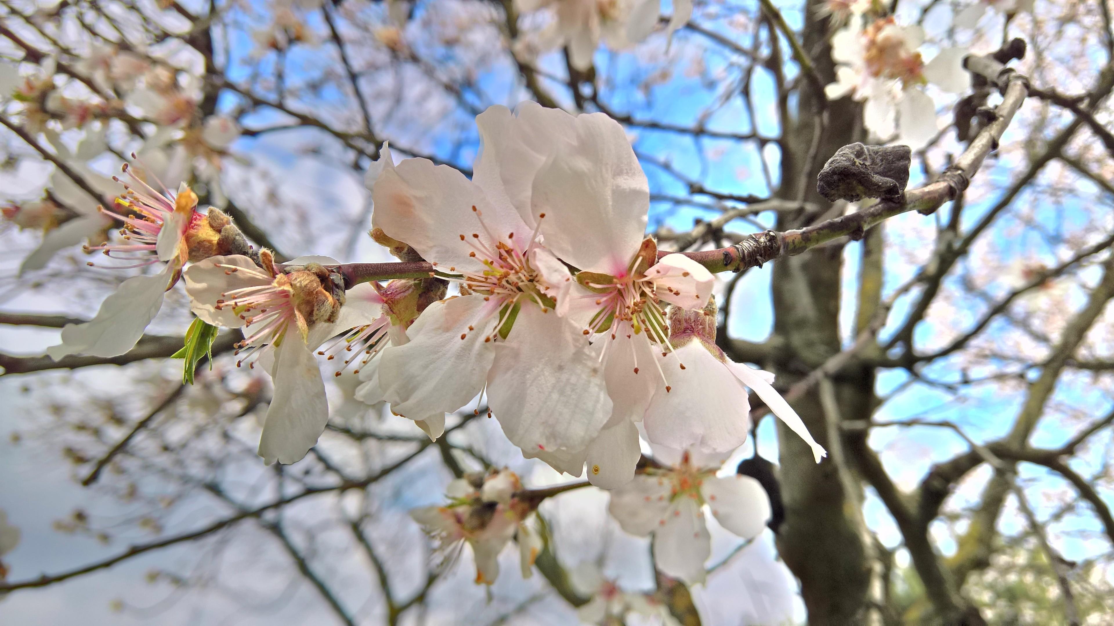 tree, cherry blossom, spring, twig, 4K, flower, branch, petal, blossom, HD Wallpaper
