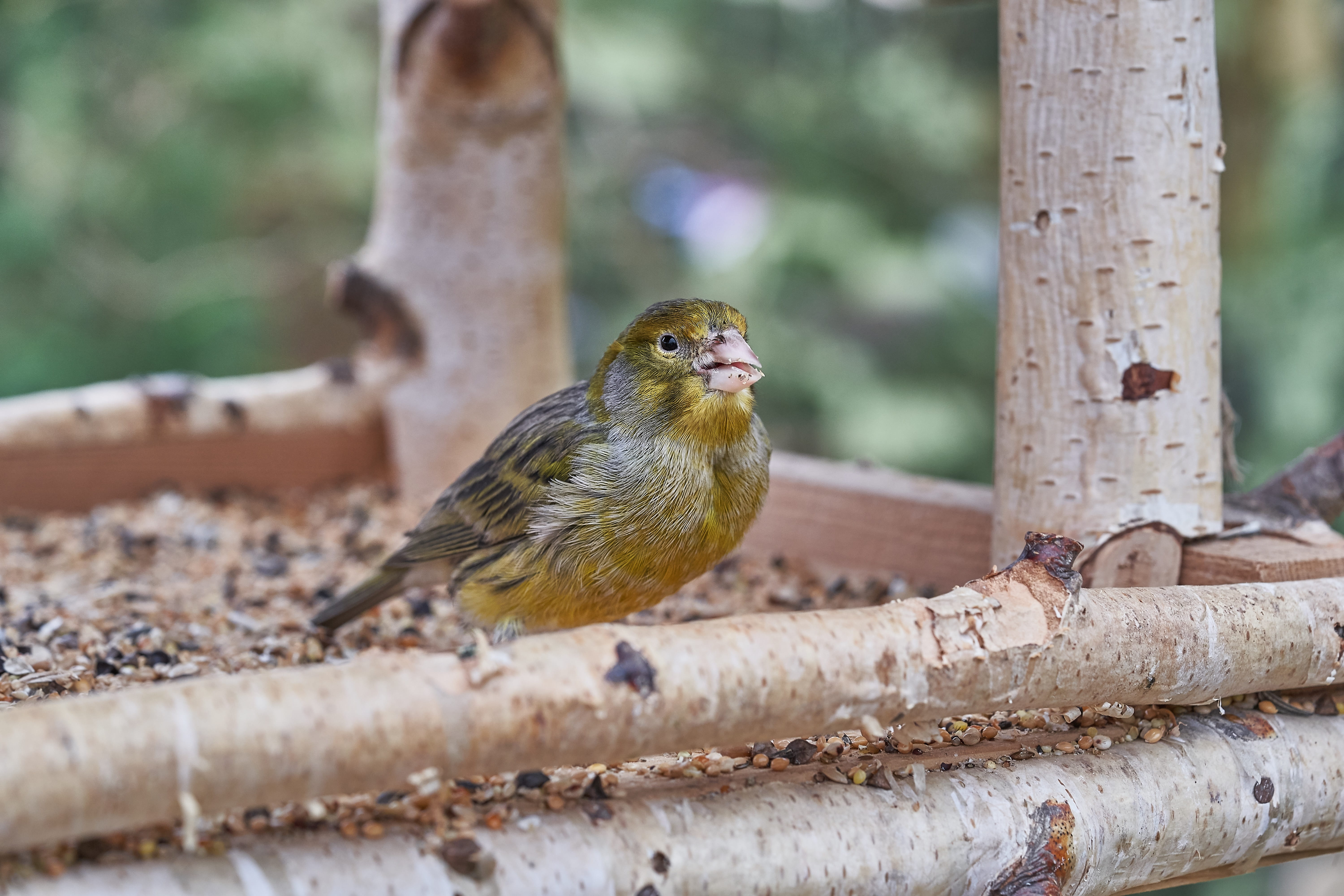 garden, feeding, animal themes, small, selective focus, animal wildlife, close-up, feed, one animal, wood - material, treehouse, outdoors, trunk, tree, HD Wallpaper
