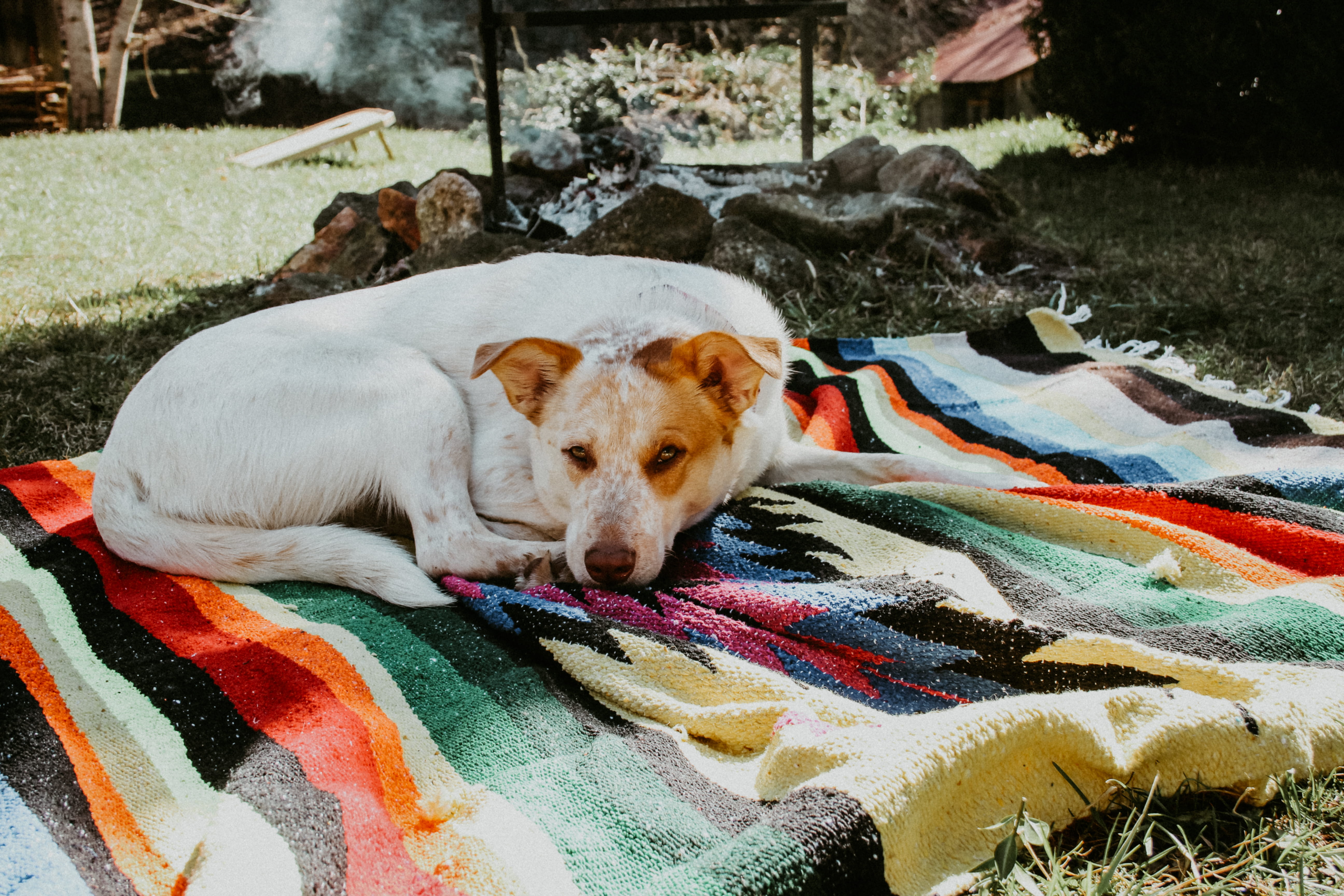 burnsville treehouse, north carolina, lazy day, canine, domestic animals, mammal, relaxation, multi colored, no people, coated, resting, domestic, short, HD Wallpaper