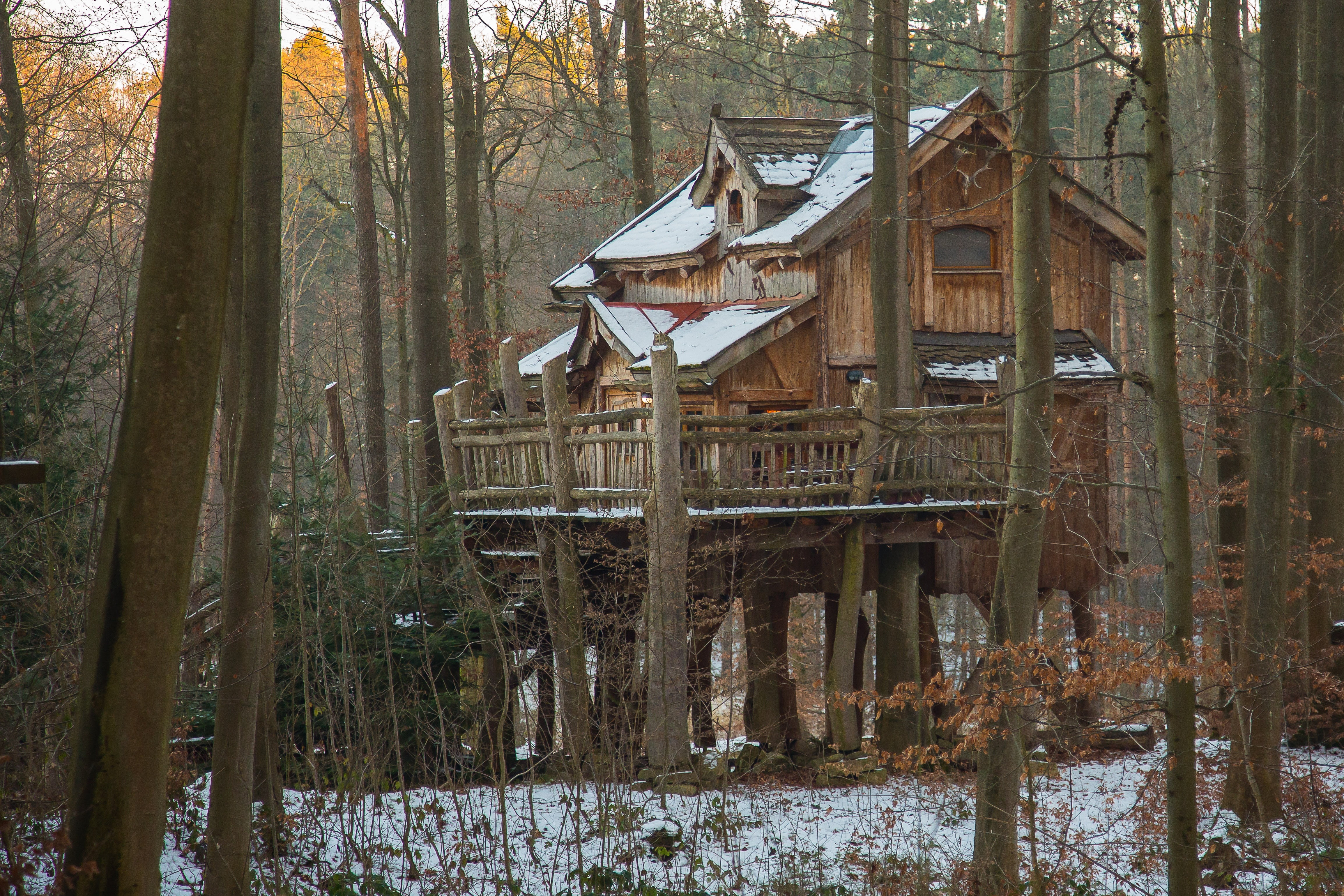 tree hut, house, building exterior, abandoned, day, tripsdrill, tree, building, growth, live, outdoors, treehouse, land, trunk, plant, architecture, built structure, HD Wallpaper
