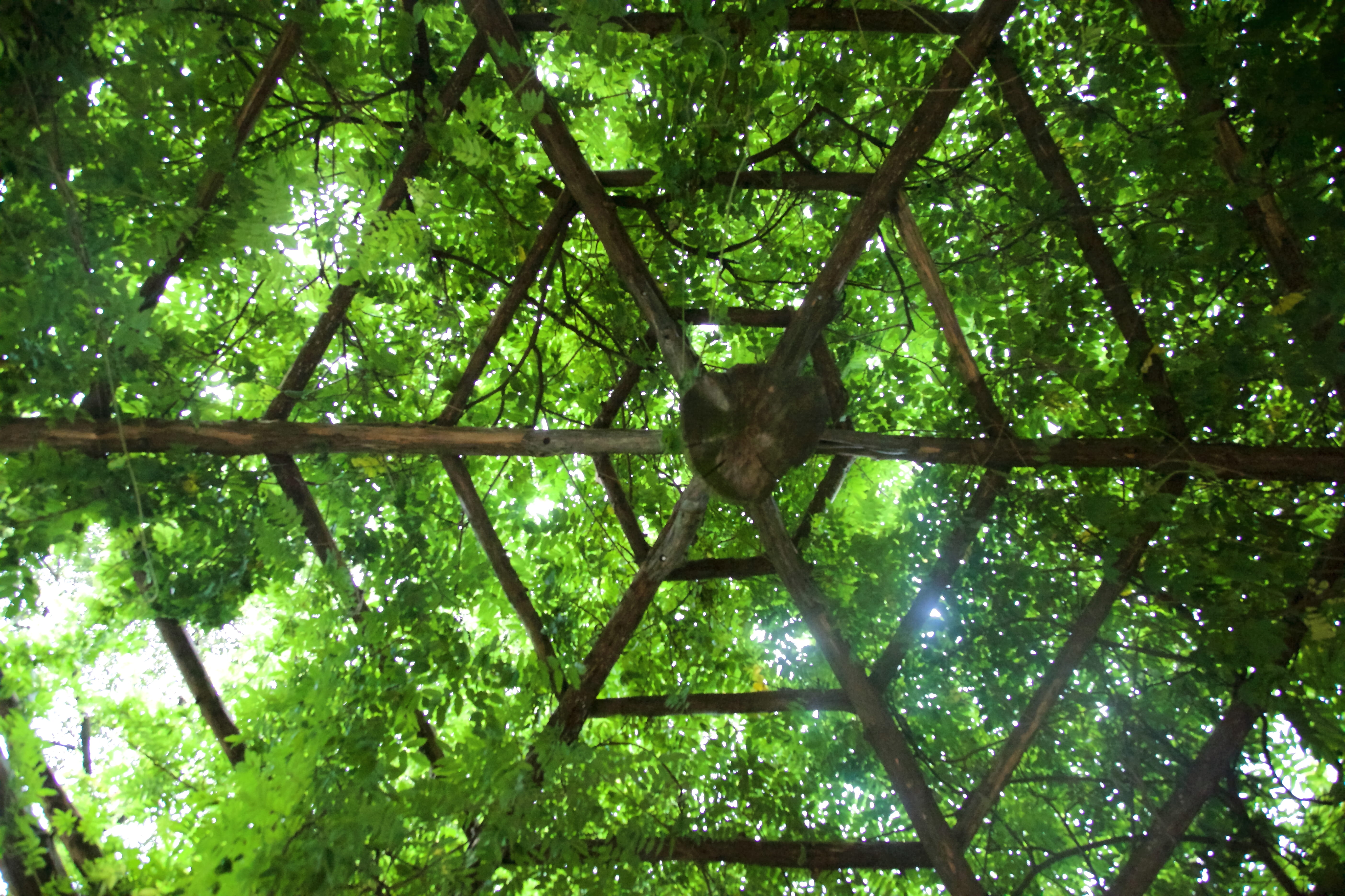 land, united states, green color, no people, vertebrate, branch, animal themes, directly below, central park, day, treehouse, animal wildlife, growth, centralpark, HD Wallpaper
