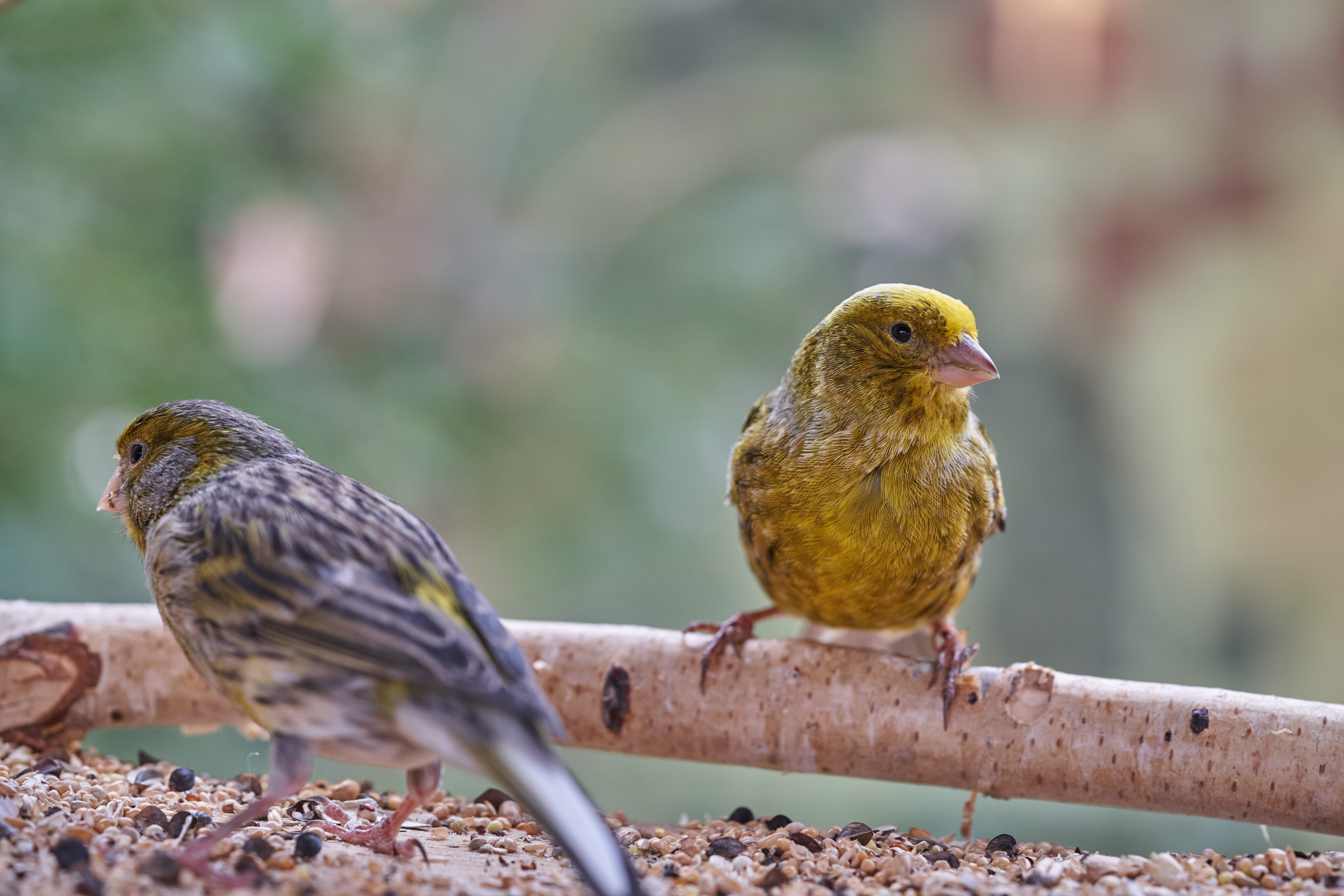 feeding, animal wildlife, vertebrate, no people, animal, close-up, songbird, day, treehouse, two animals, bird, animals in the wild, nature, 5K, perching, HD Wallpaper