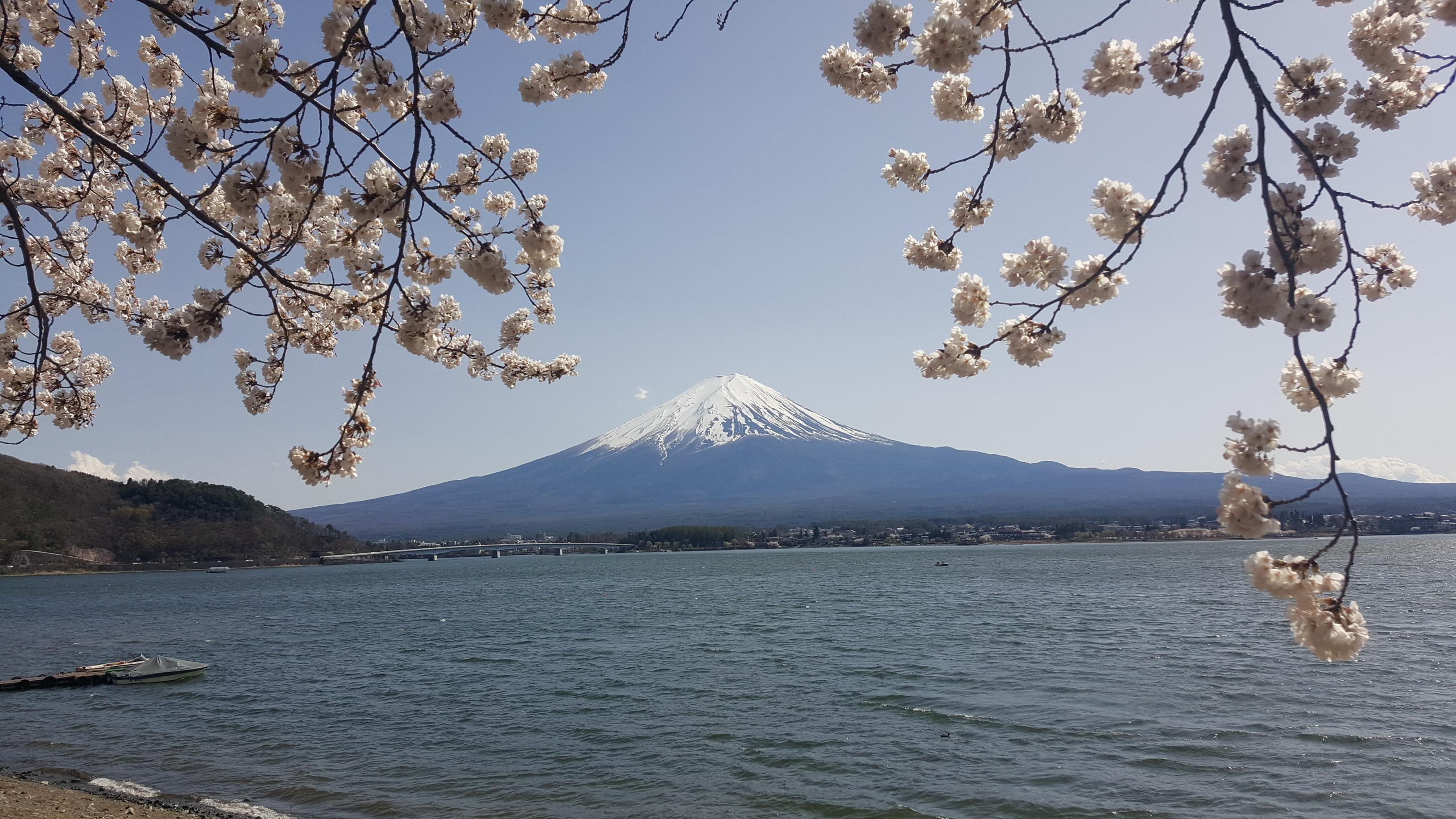 Mount Fuji, floral, water, brown, nature, 2K, plant, branch, non-urban scene, flower, outdoors, Japan, mountain peak, tranquil scene, cherry blossom, no people, HD Wallpaper