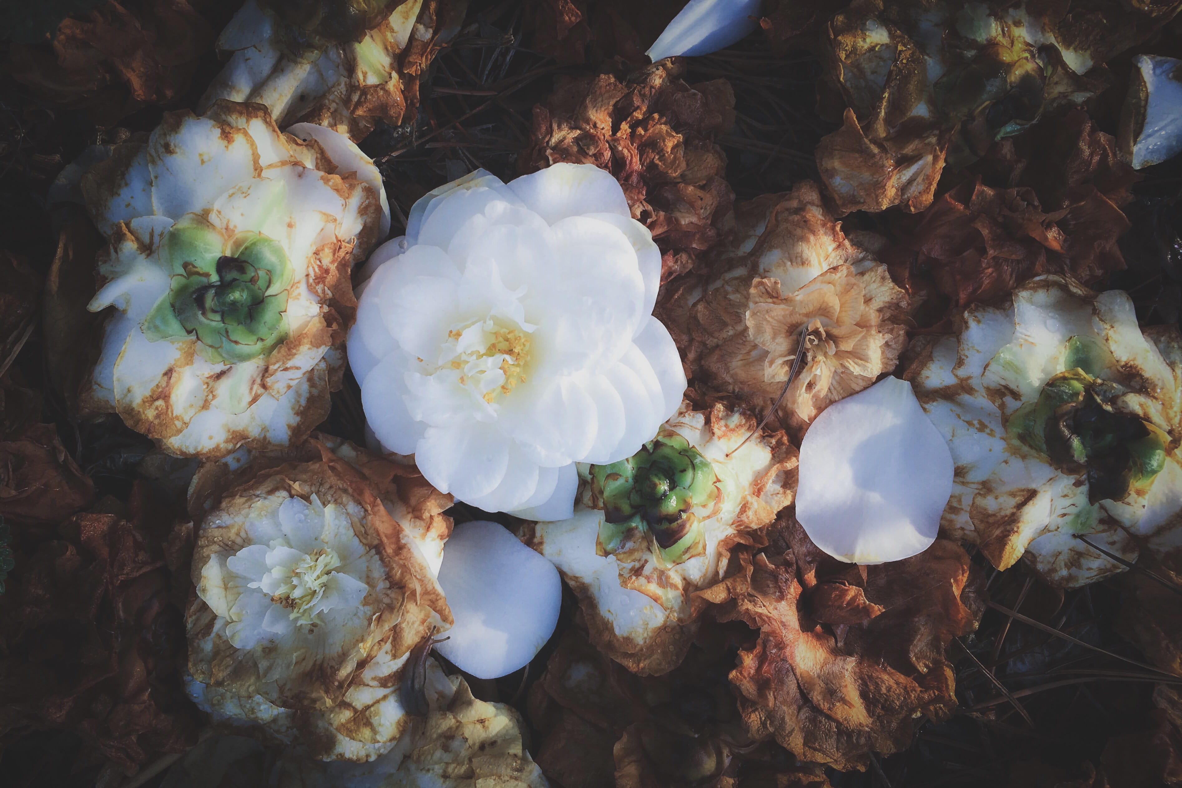 day, spring, wabisabi, growth, flower head, plant, flower, fallen, white color, zen, outdoors, vulnerability, springtime, high angle view, fragility, food and drink, HD Wallpaper