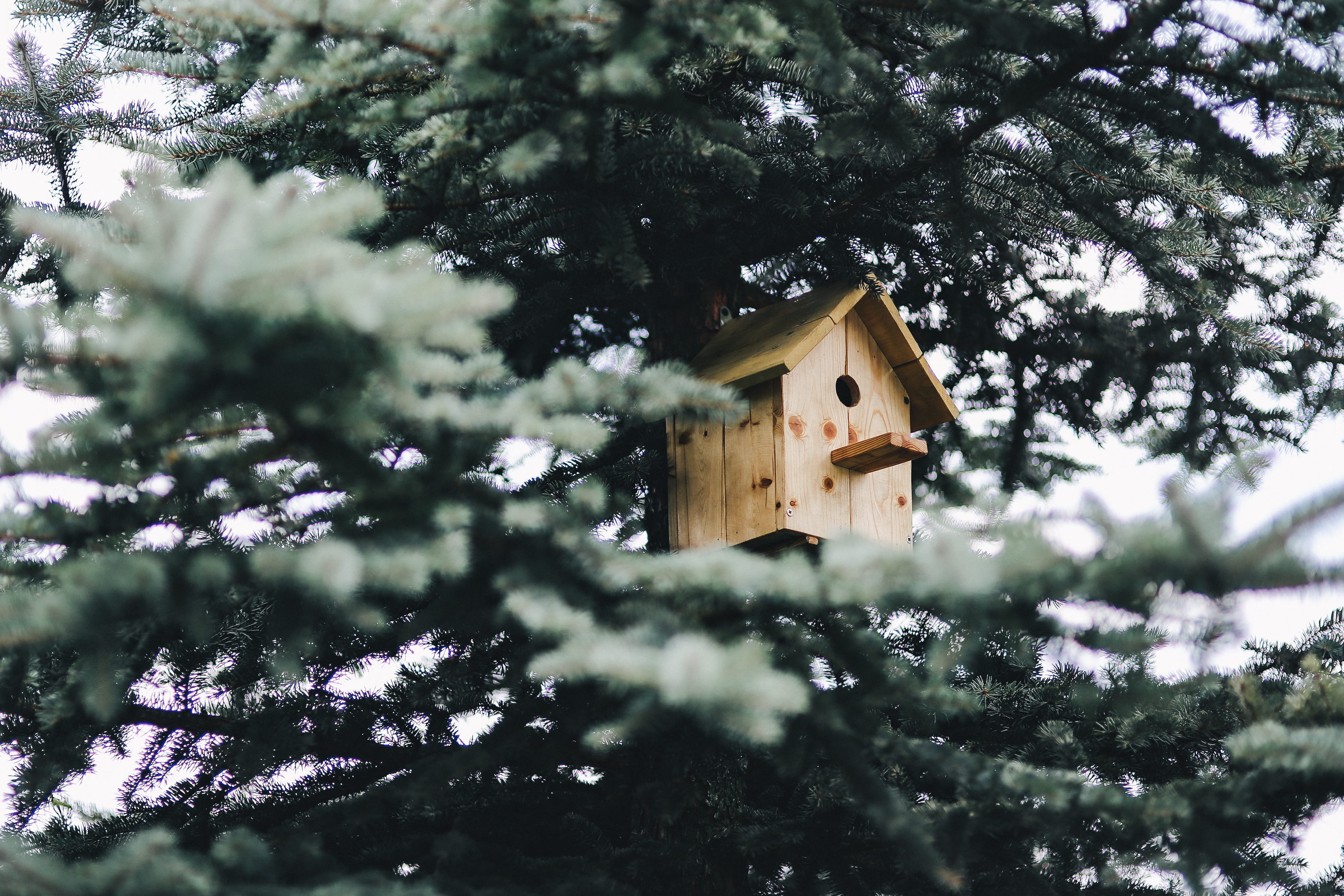 tranquility, plant, wooden, low angle view, no people, wood - Material, outdoors, 4K, building, house, nature, selective focus, wood, Tree, growth, building exterior, HD Wallpaper