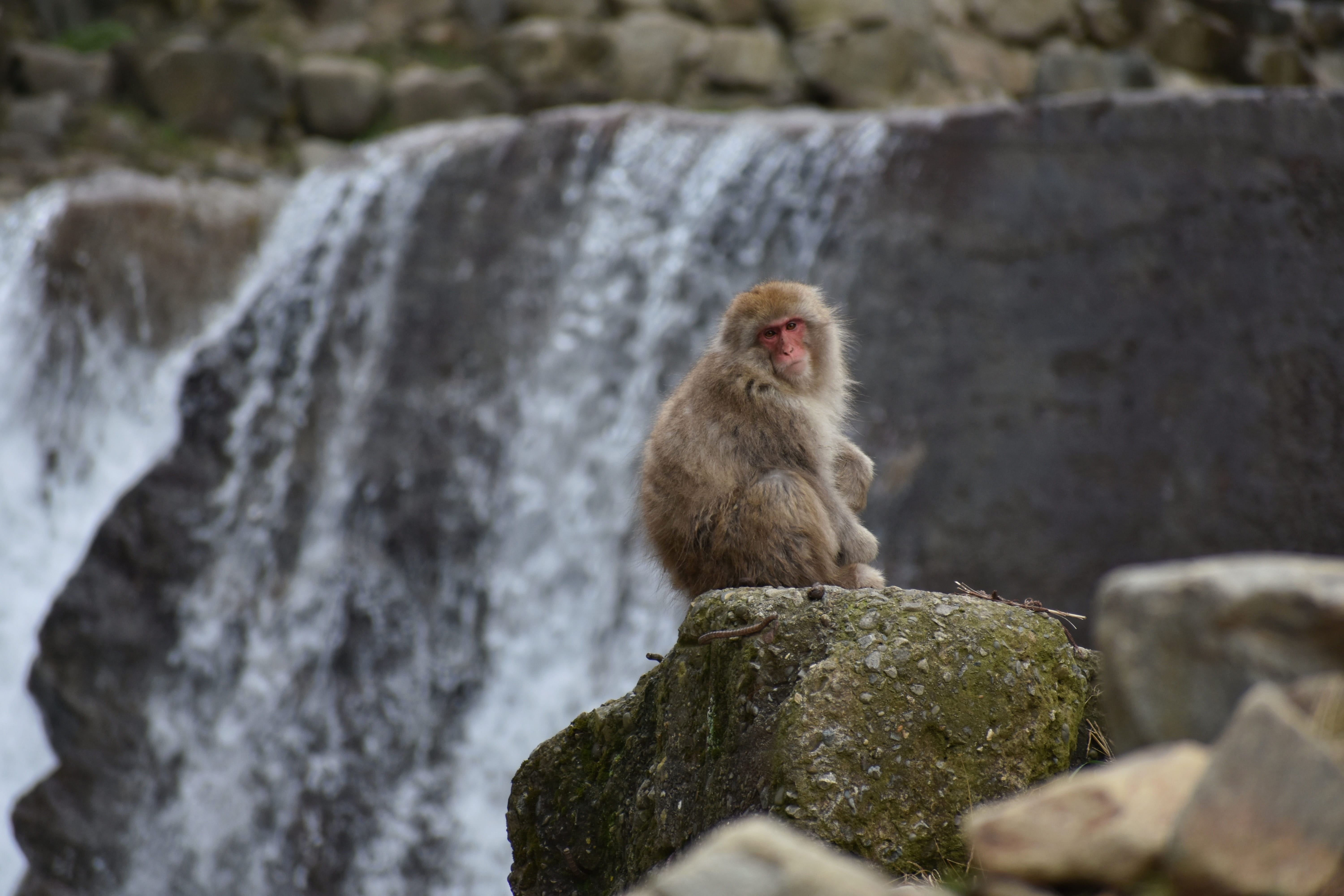 rock, primate, winter, japanese macaque, solid, natural, day, one animal, hokushin state, selective focus, monkey, looking away, river, animals in the wild, HD Wallpaper