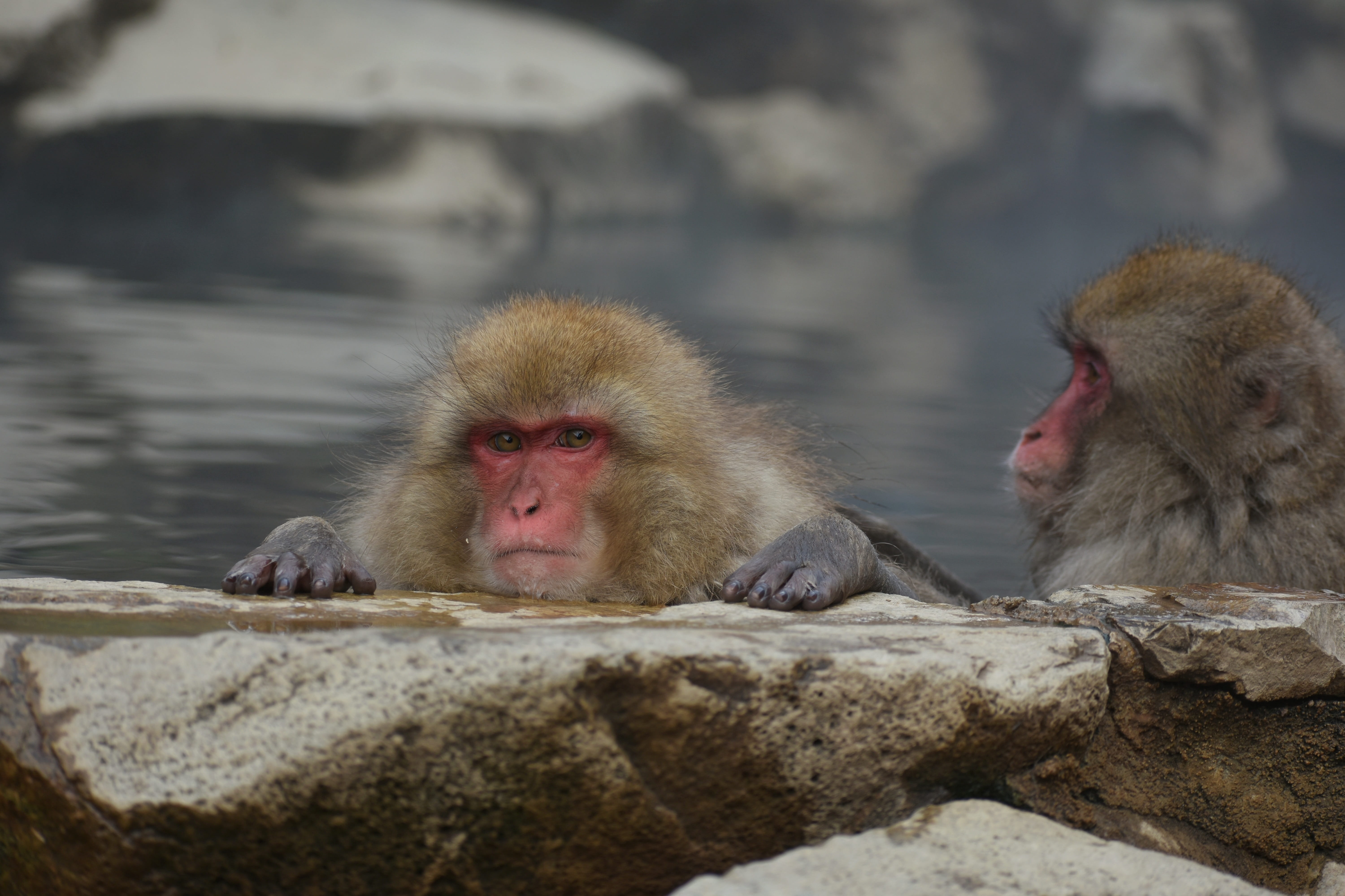 hot springs, focus on foreground, animals in the wild, the warm bath effect, monkey, day, attractions, no people, snow monkey, vertebrate, outdoors, nagano prefecture, HD Wallpaper