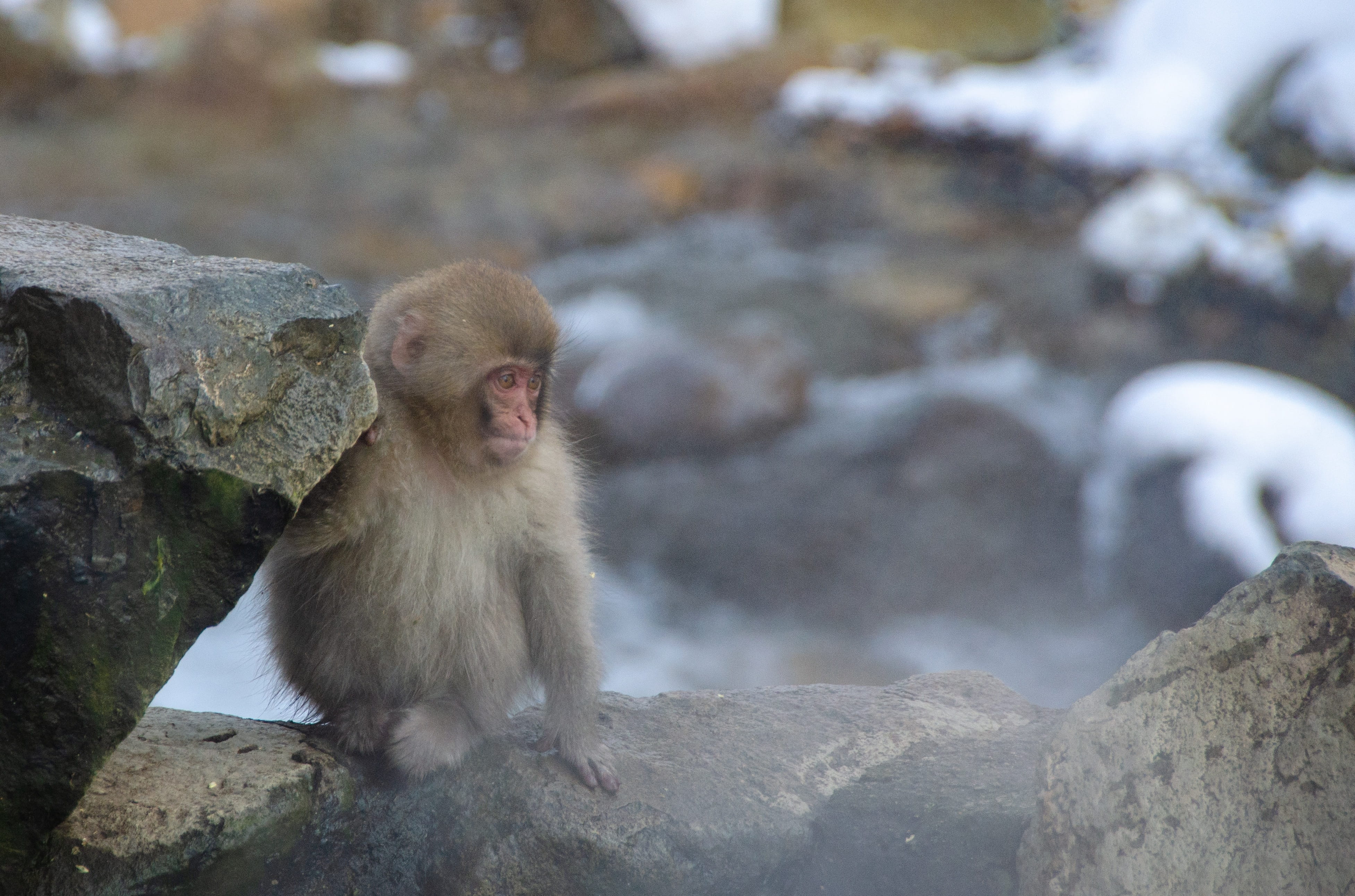 rock - object, baby, focus on foreground, sitting, attraction, outdoors, japanese macaque, spa, animals in the wild, jigokudani snow monkey park, 4K, snow, HD Wallpaper