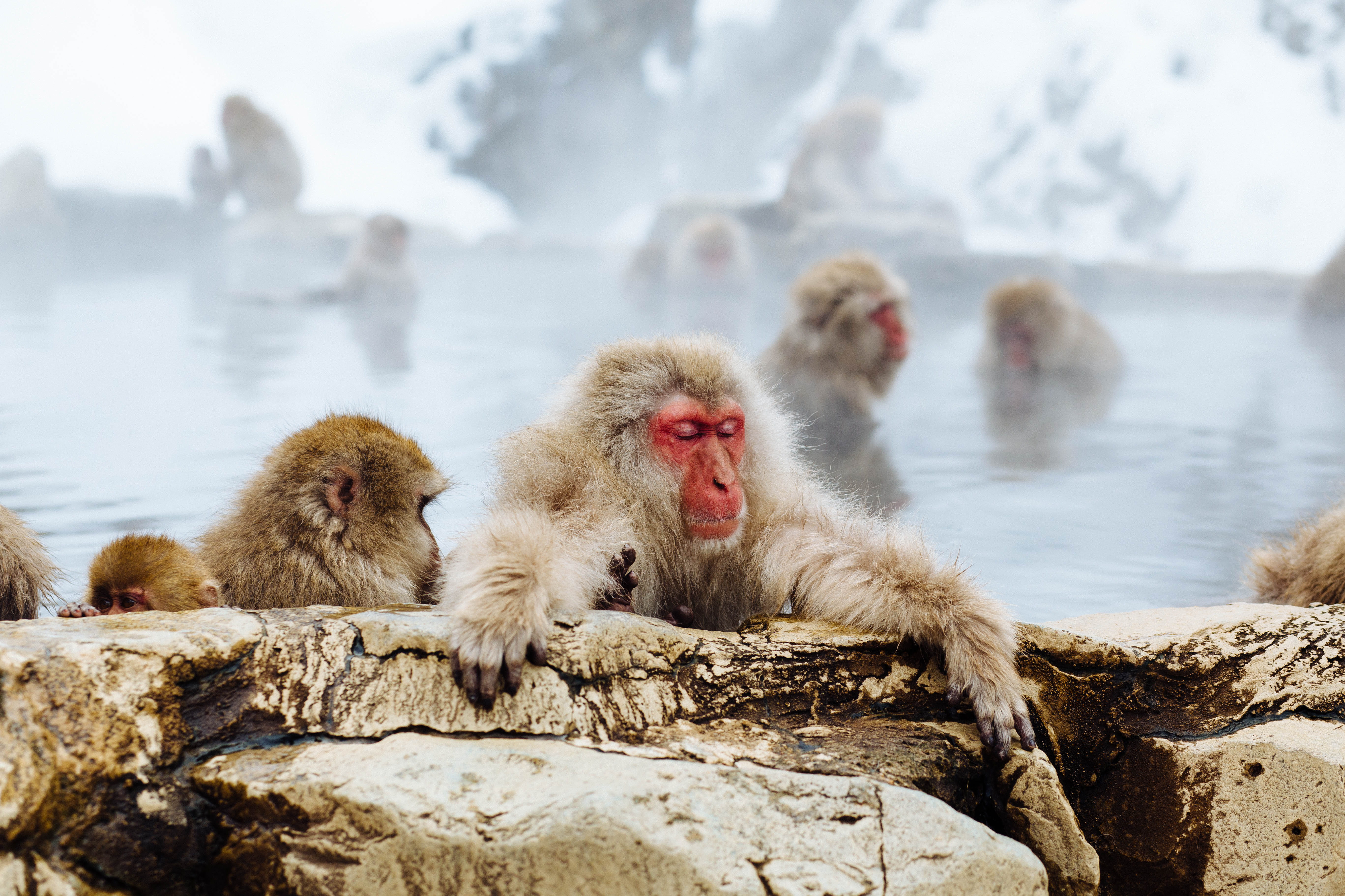 hot, focus on foreground, monkey park, solid, nature, rock - object, no people, water, wild, animal wildlife, cold temperature, animal family, wildlife, HD Wallpaper