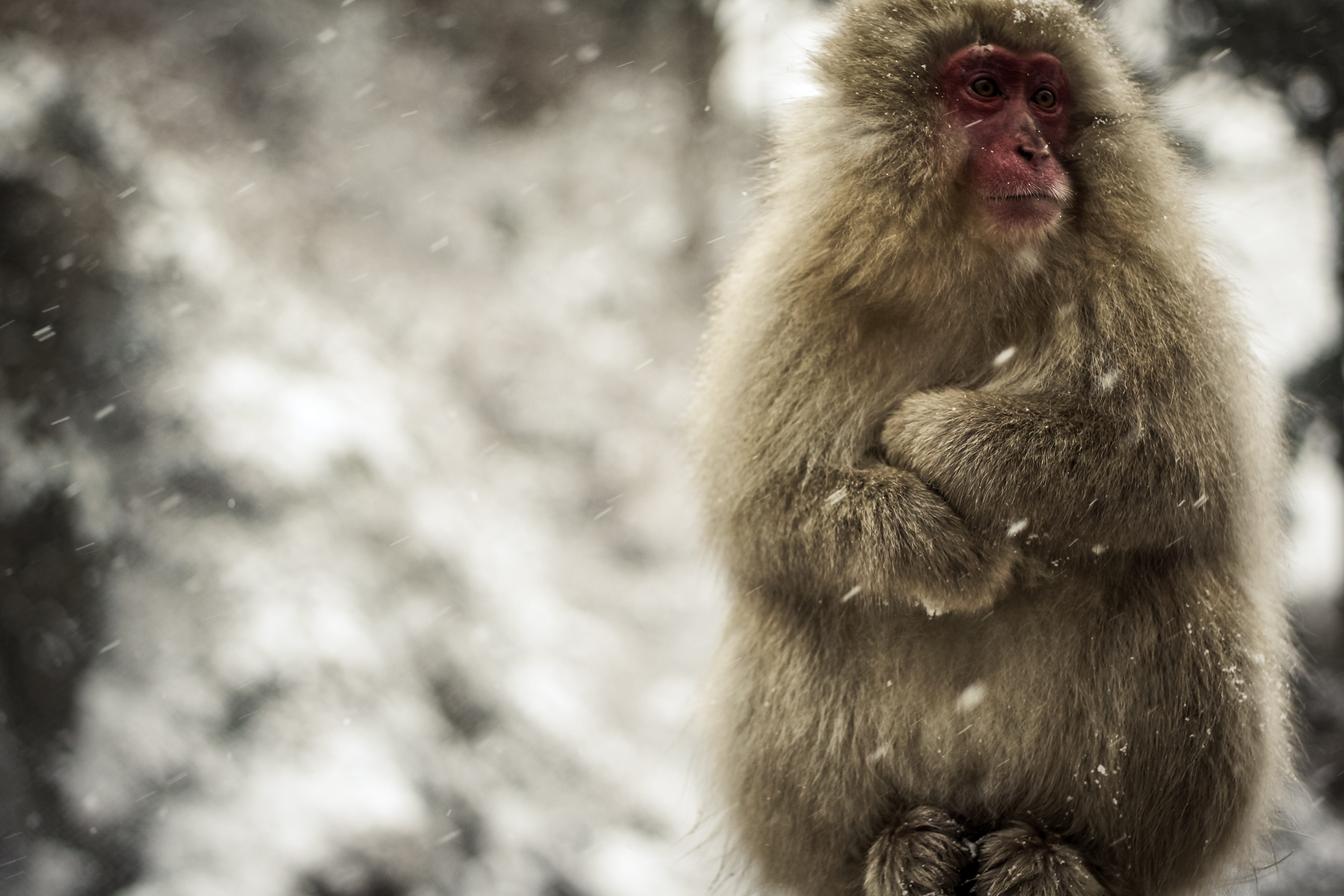 japan, daytime, monkey, snowing, macaque, care, one animal, brown, snow monkey, focus on foreground, jigokudani, 5K, baboon, looking away, nature, gray, HD Wallpaper