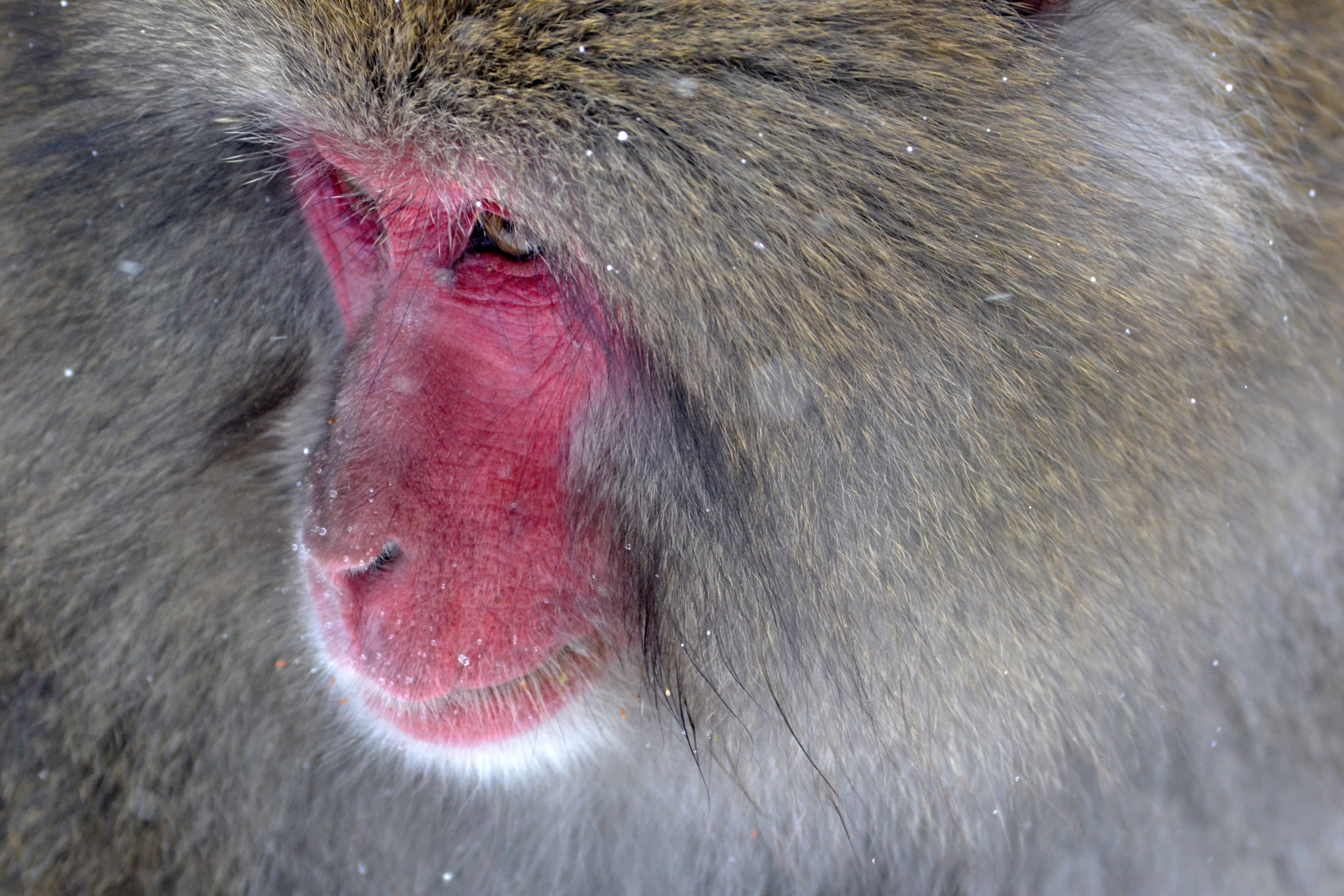 nature, vertebrate, looking, japanese Macaque, close-up, red, red-faced, monkey, animal themes, nagano Prefecture, animal head, tan, japan, animal body part, HD Wallpaper