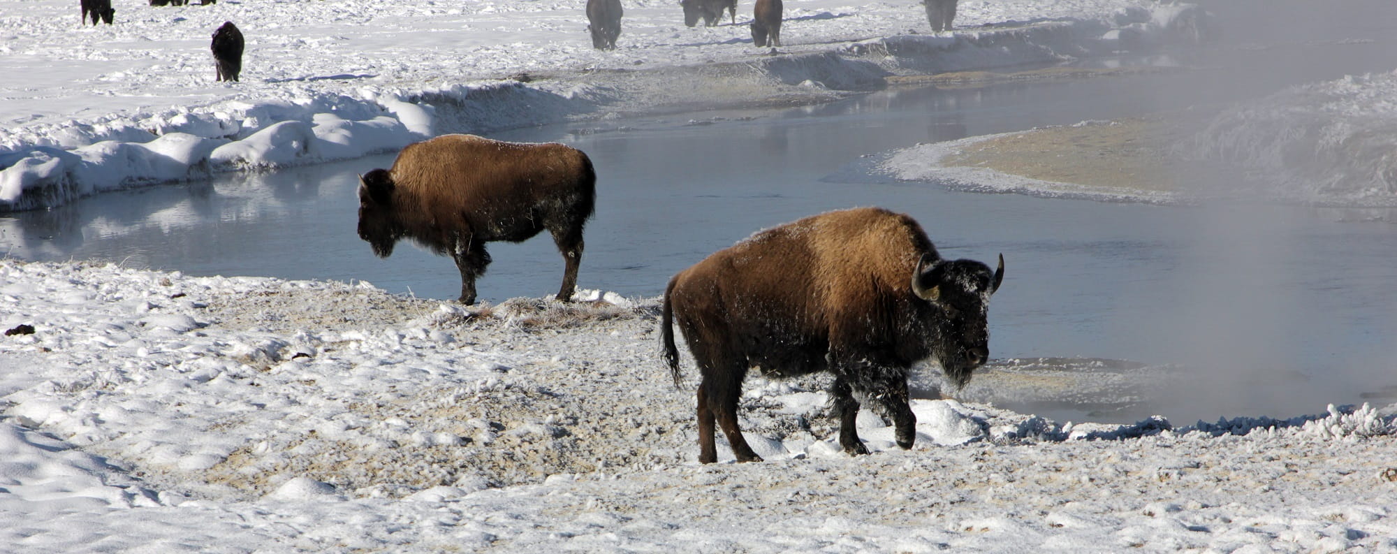 mammal, bison buffalo, herd, animals in the wild, ground, Bison, yellowstone, environment, usa, herbivorous, water, outdoors, hot springs, snow, animal wildlife, HD Wallpaper