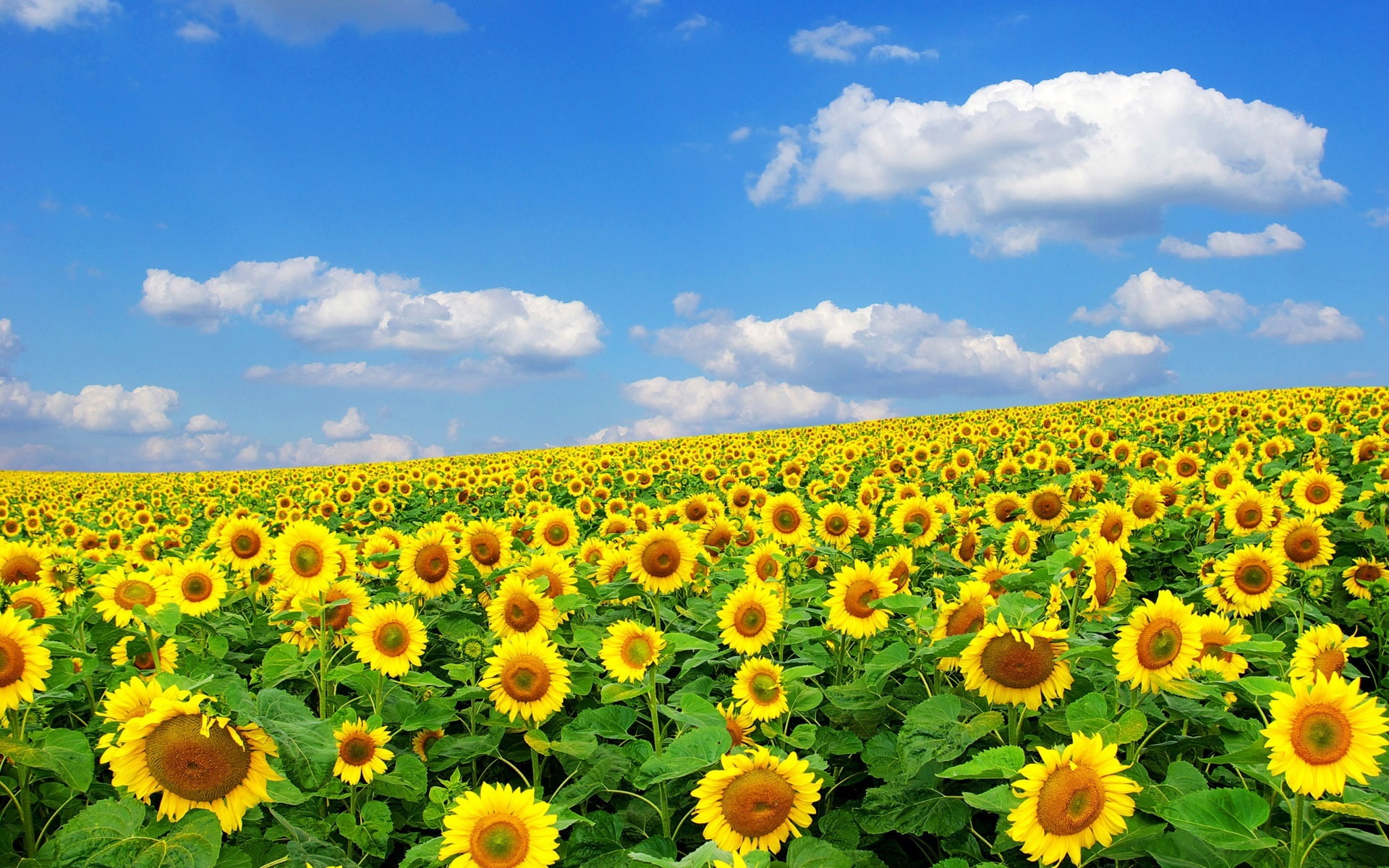Sunflowers, Summer, 1080P, Clouds, Sky, HD Wallpaper